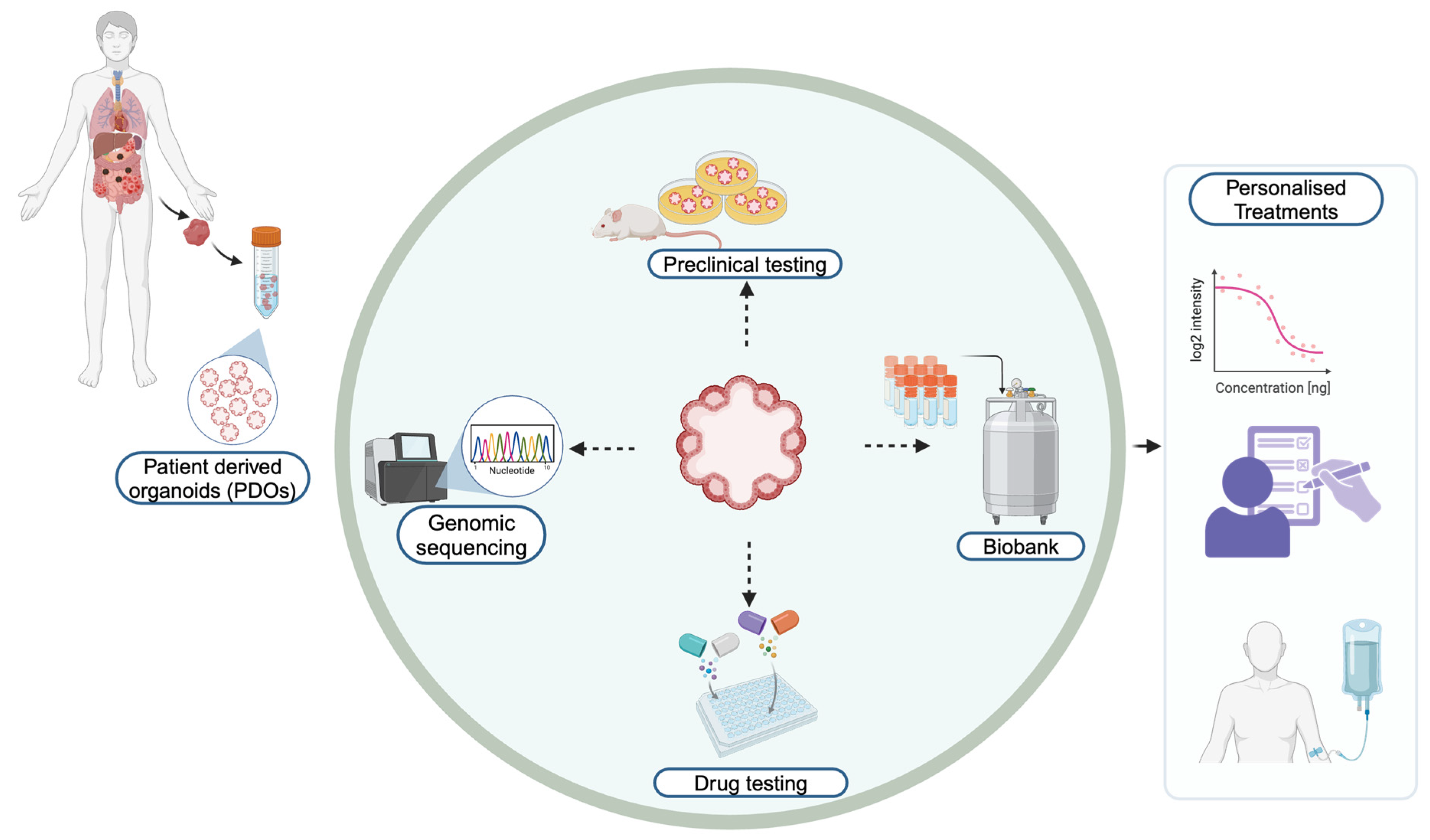 Organoids 04 00002 g001