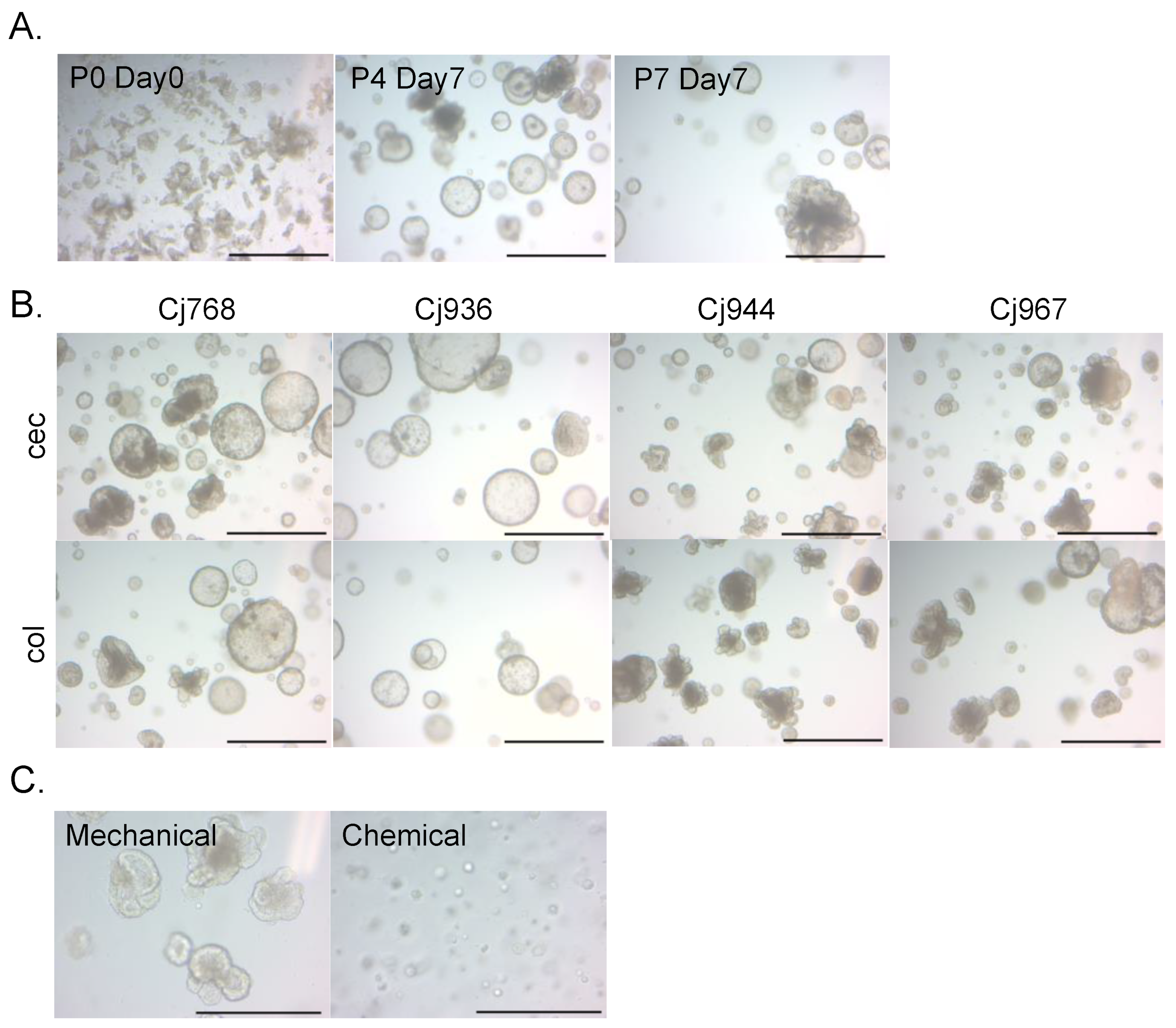 Organoids 04 00003 g001