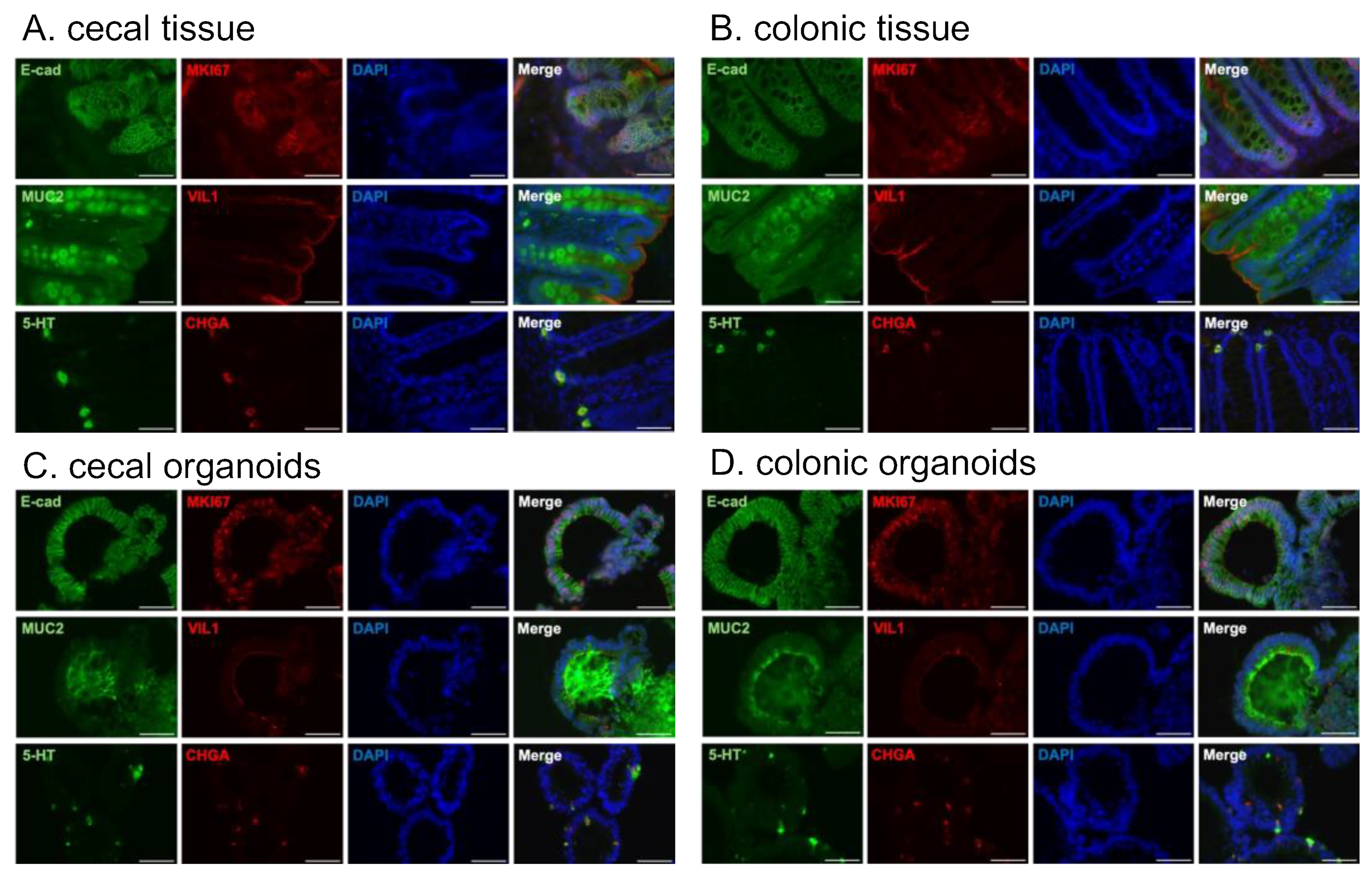 Organoids 04 00003 g003