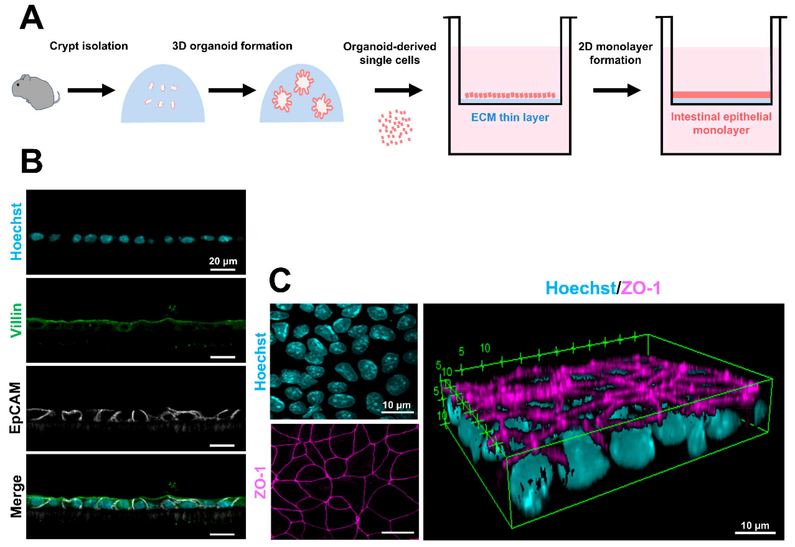 Organoids 04 00006 g003