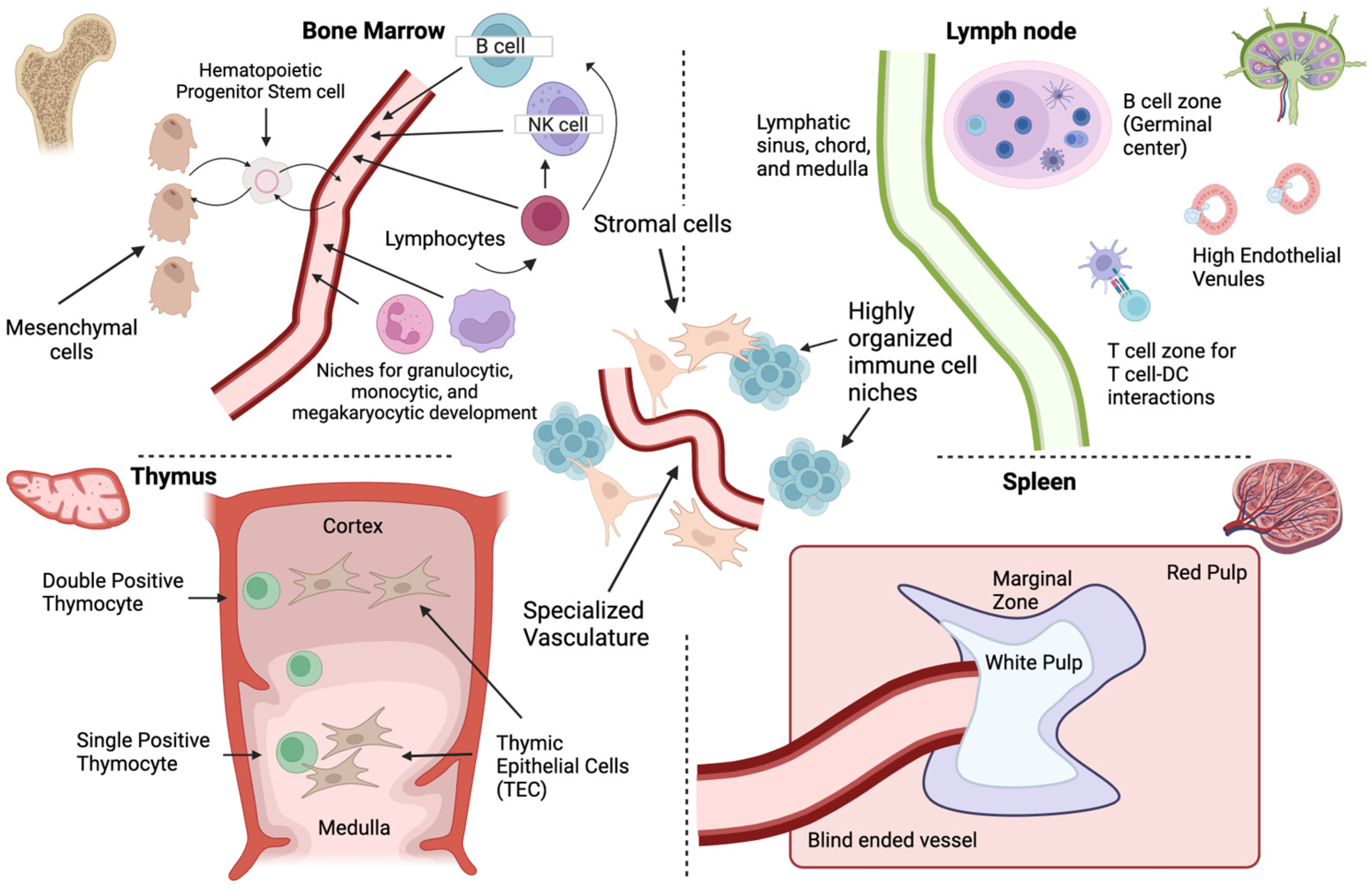 Organoids 04 00007 g001