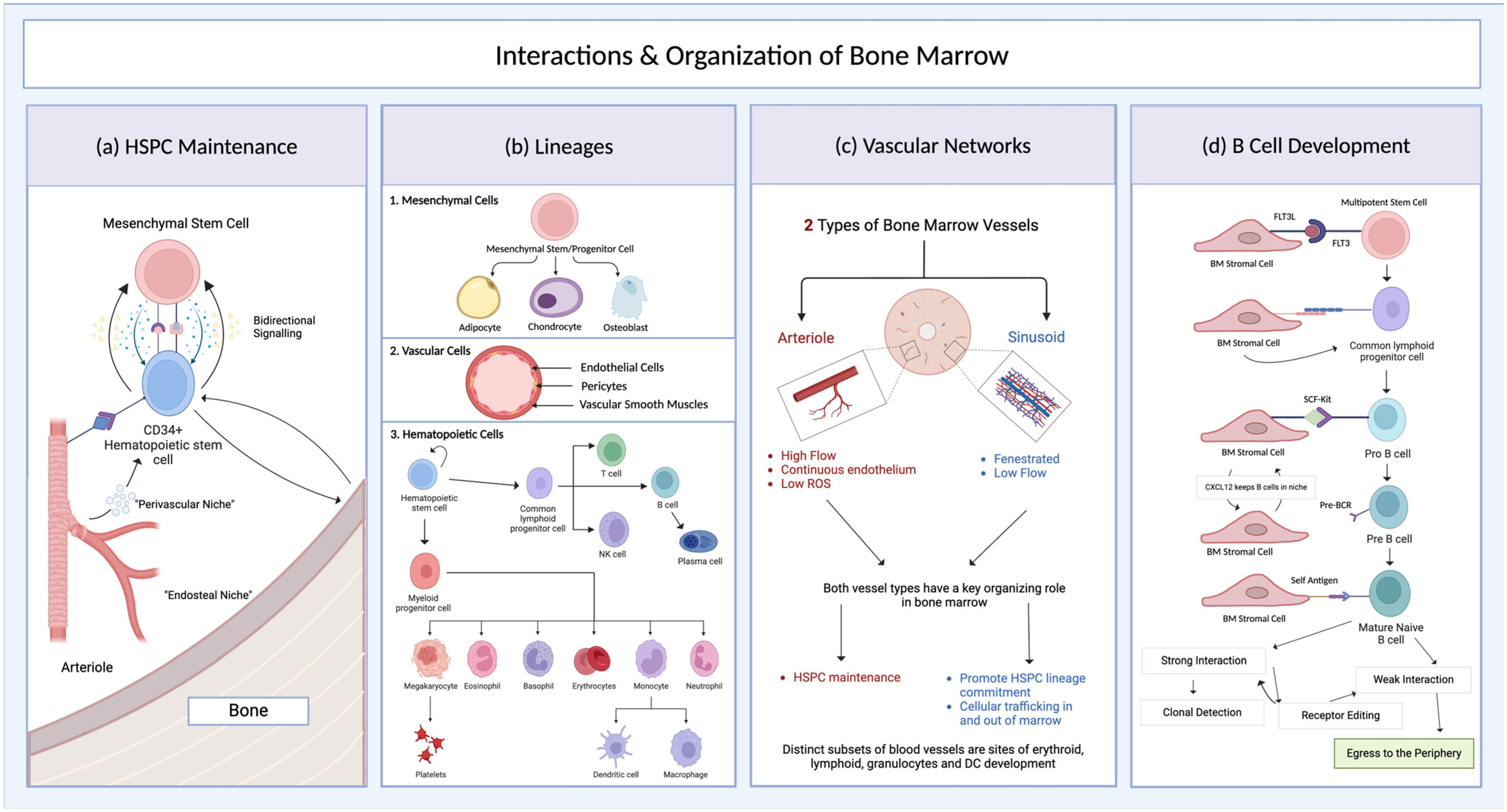 Organoids 04 00007 g002