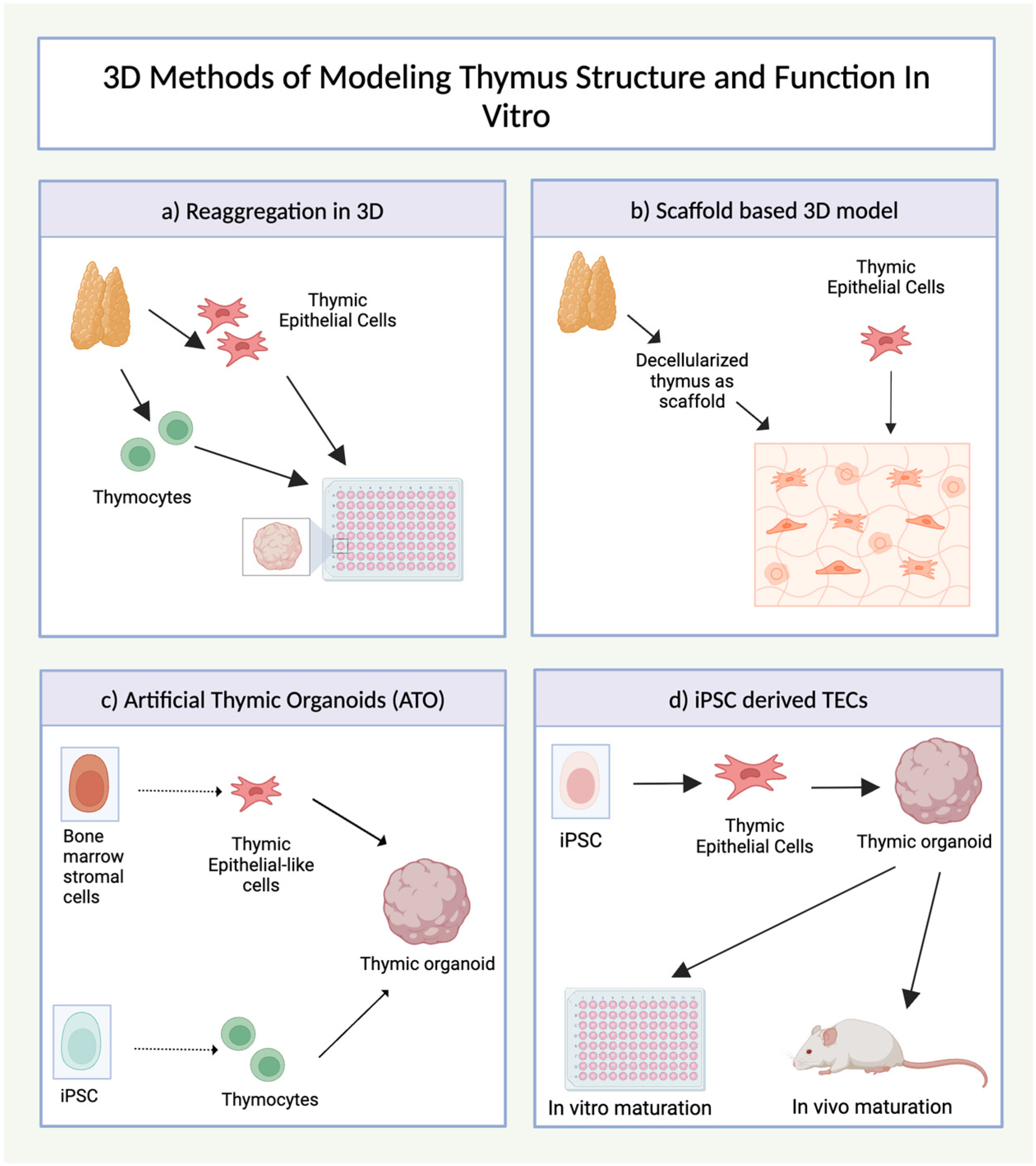 Organoids 04 00007 g005