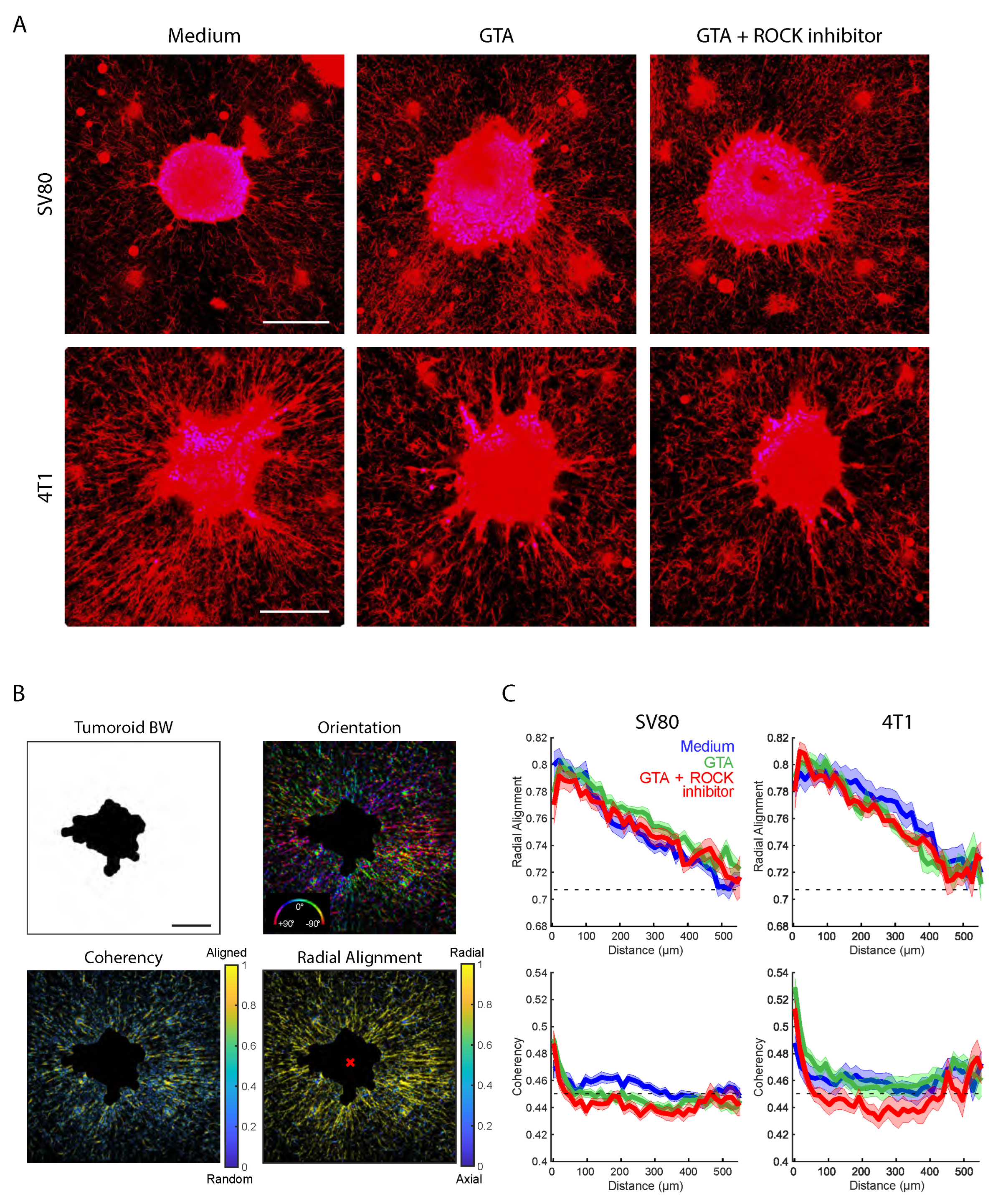 Organoids 04 00011 g003