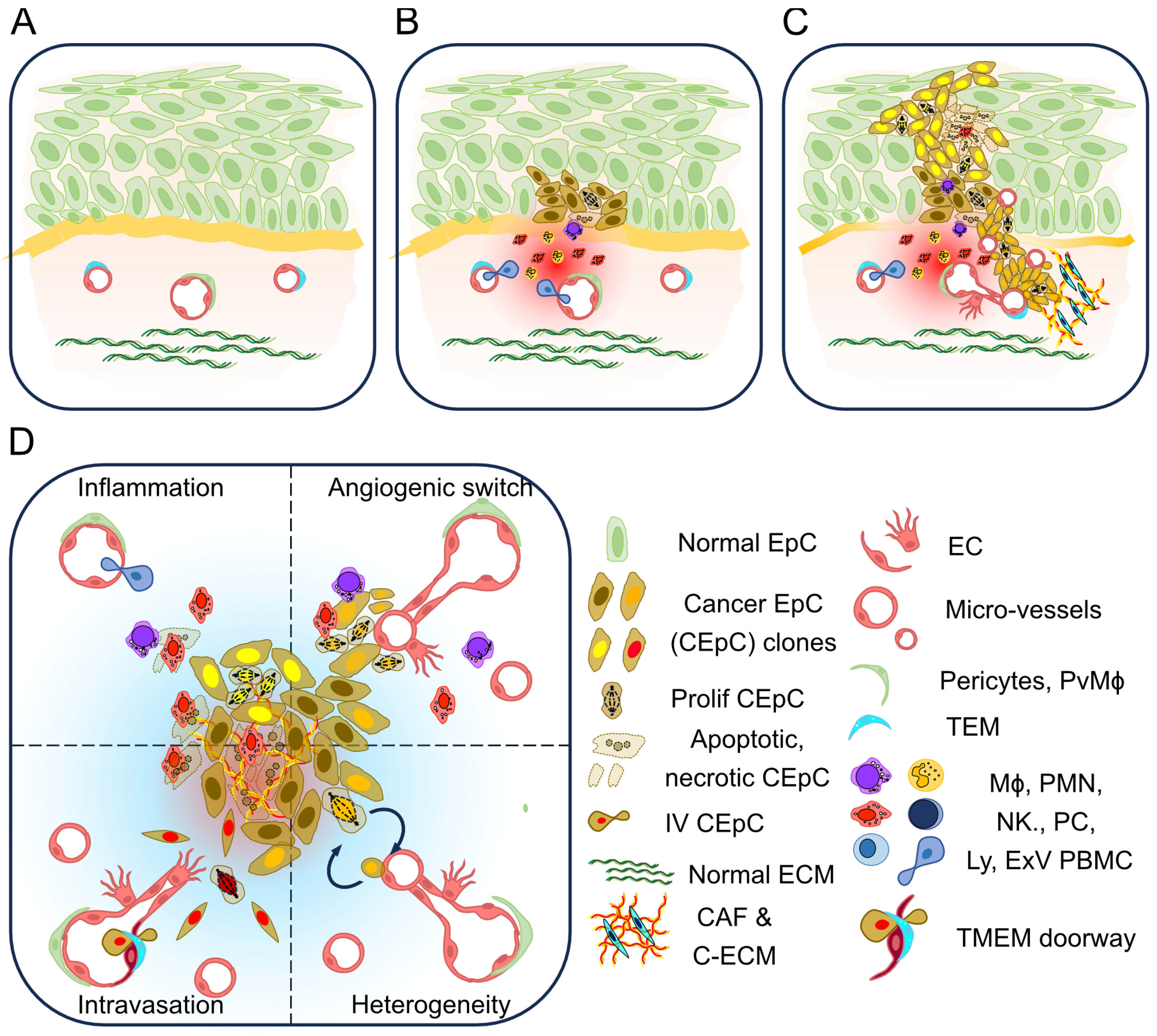 Organoids 04 00012 g001