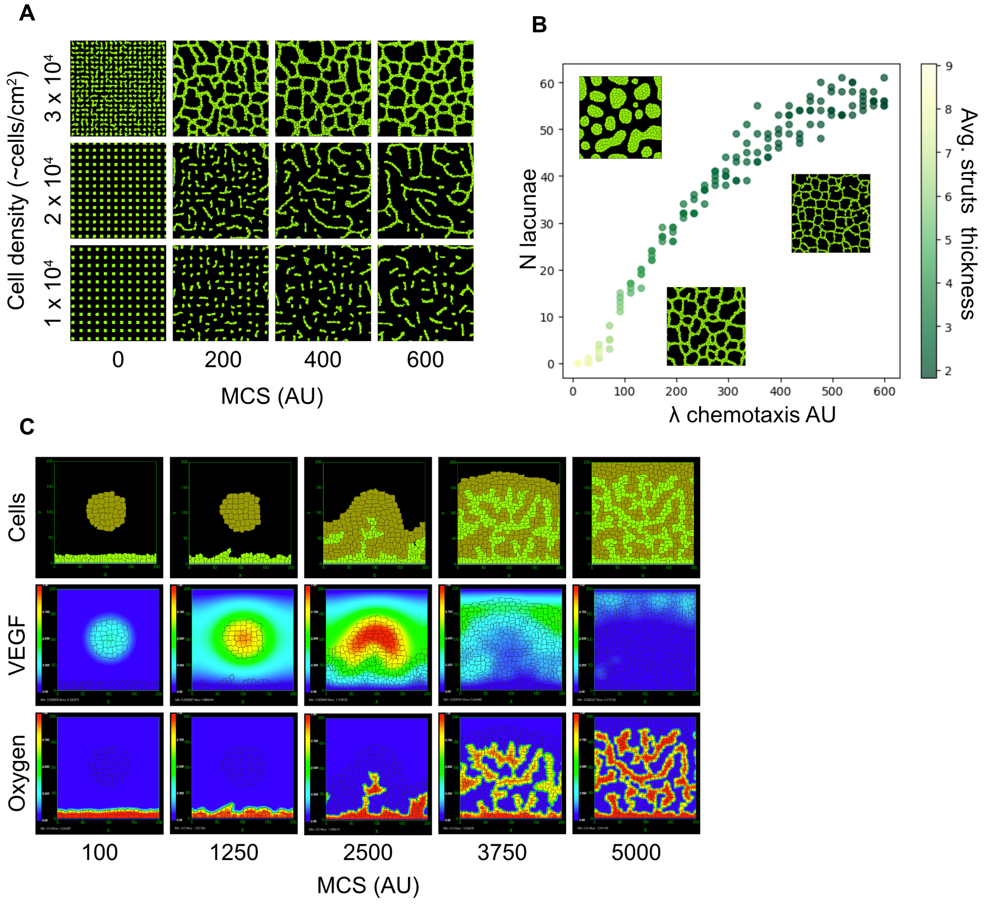 Organoids 04 00012 g004