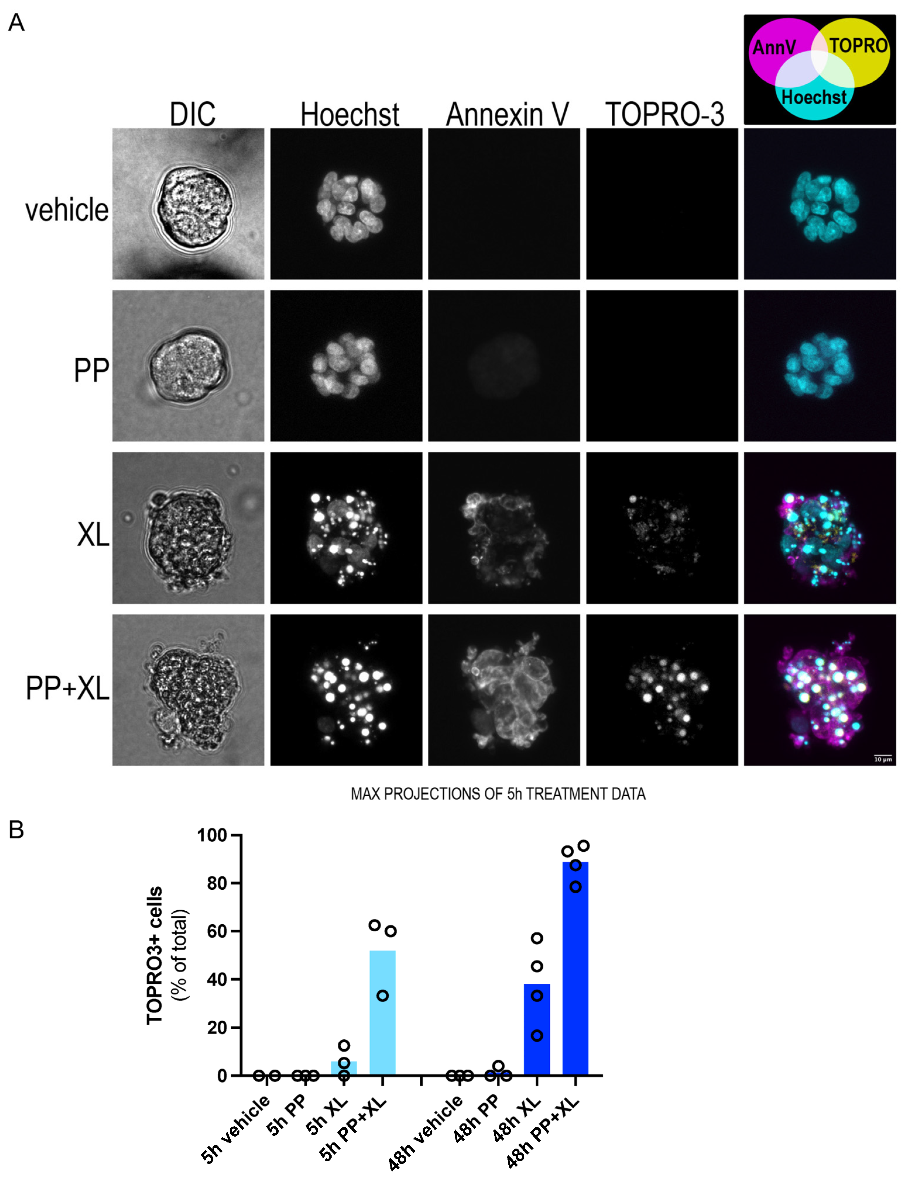 Organoids 04 00015 g005