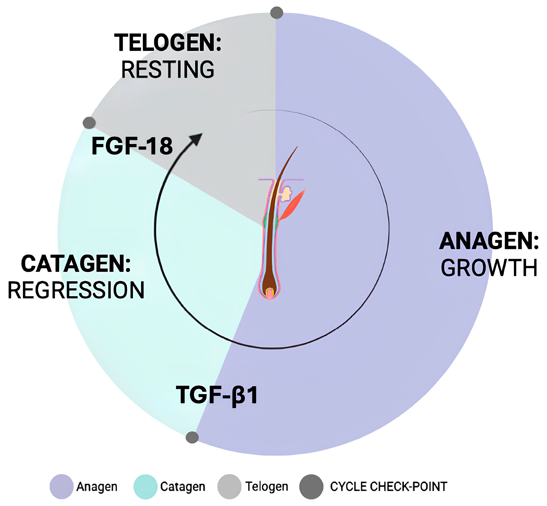 Organoids 04 00017 g001 Organoids 04 00017 g001
