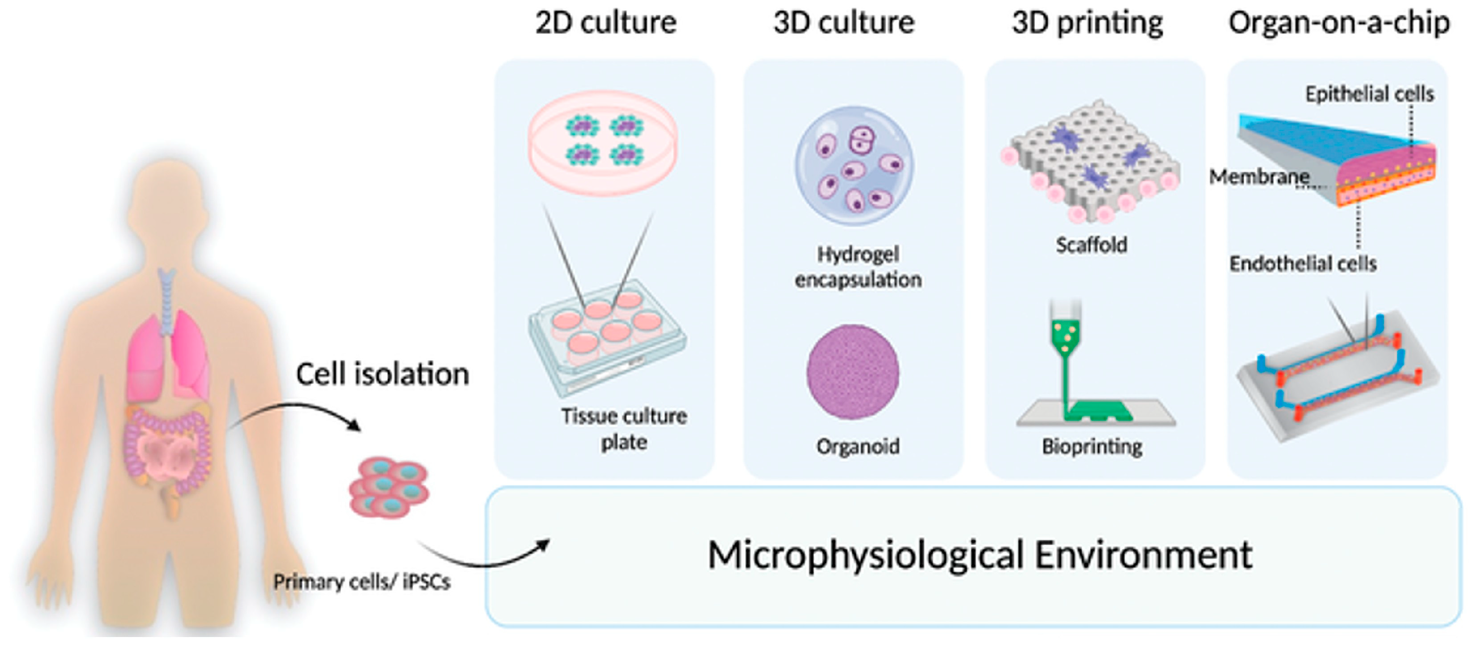 Organoids 04 00017 g002 Organoids 04 00017 g002