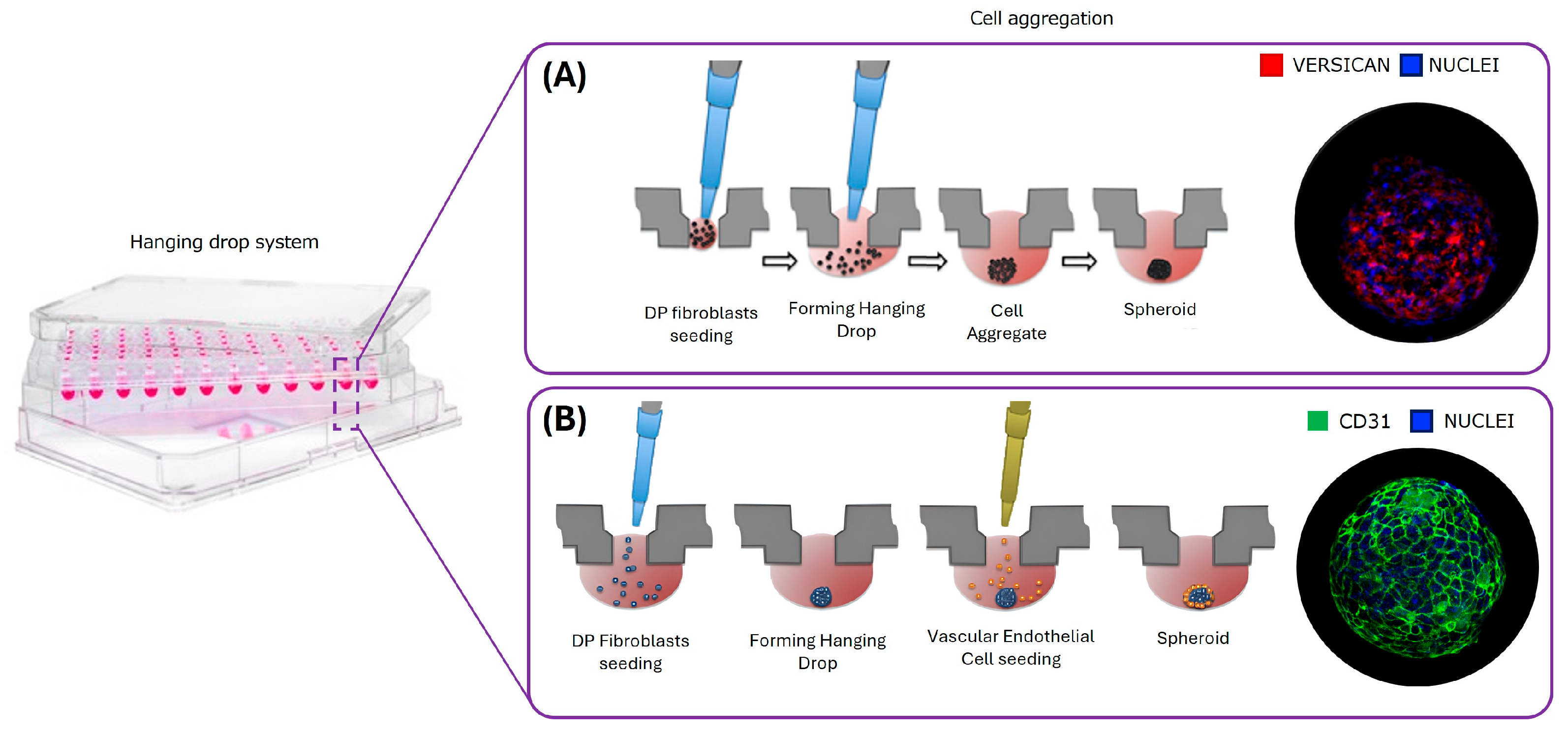 Organoids 04 00017 g003 Organoids 04 00017 g003