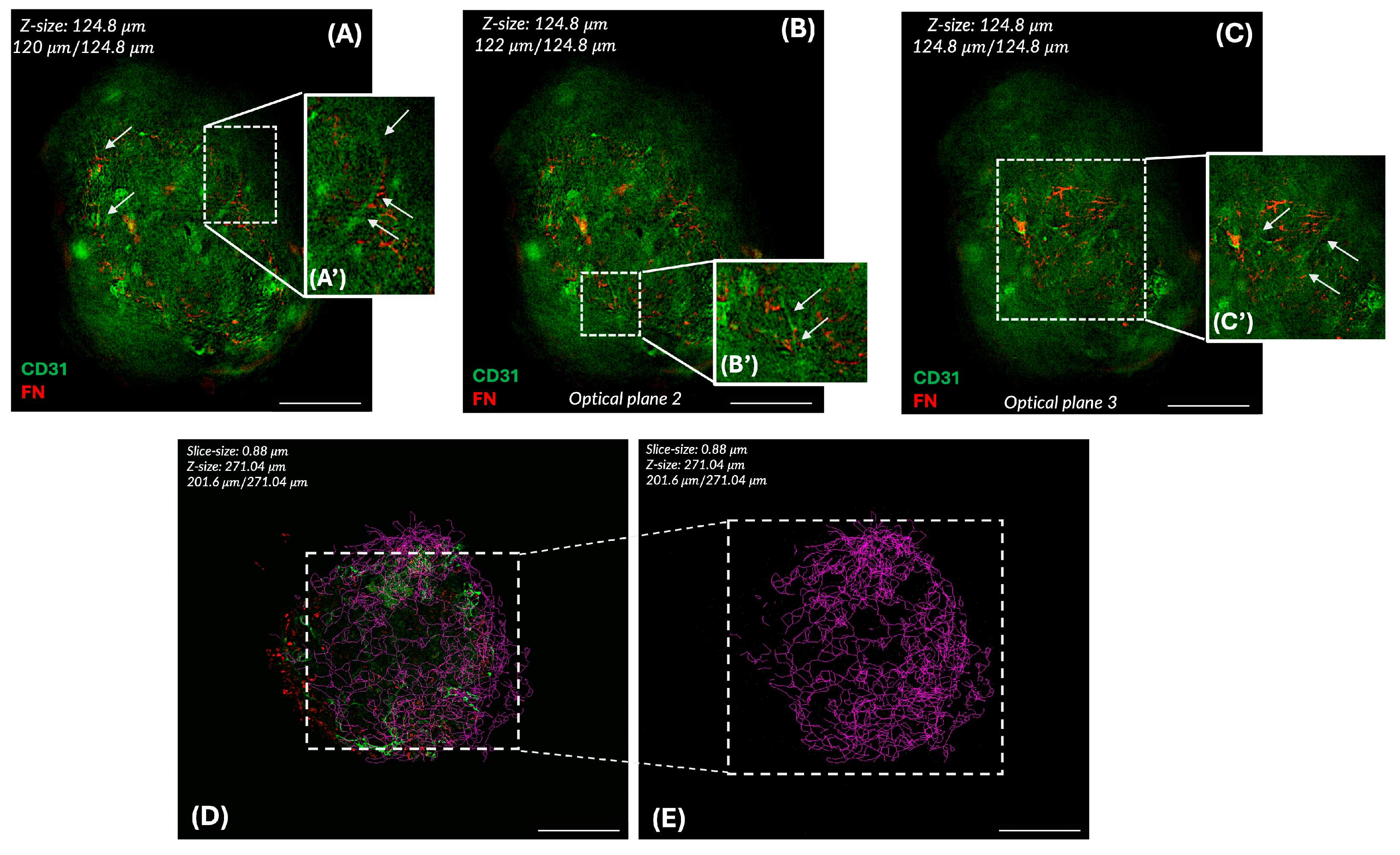 Organoids 04 00017 g007 Organoids 04 00017 g007