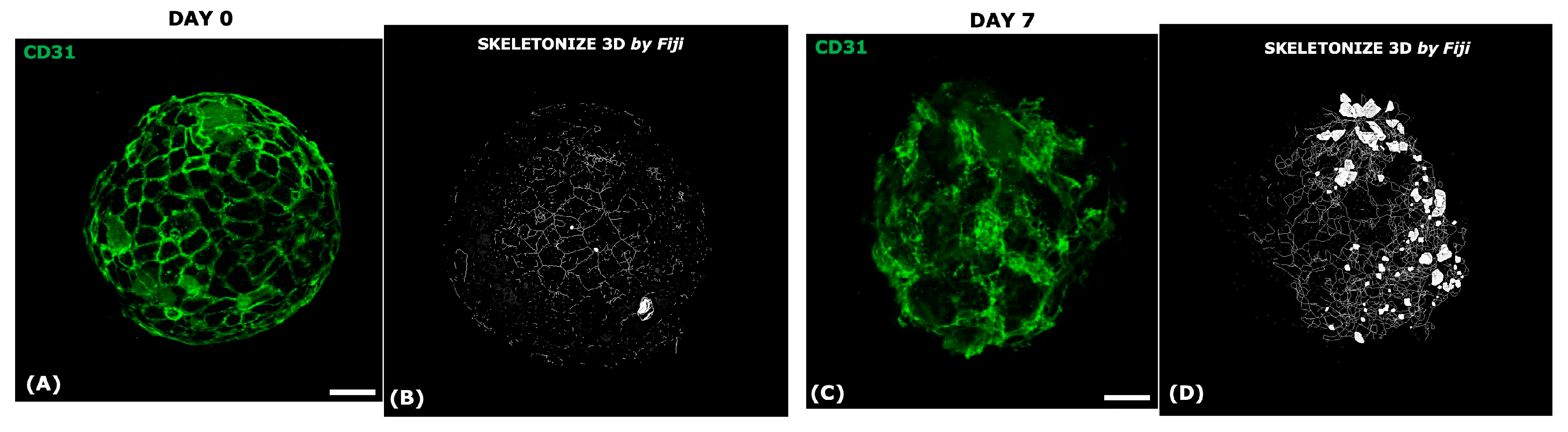 Organoids 04 00017 g008 Organoids 04 00017 g008