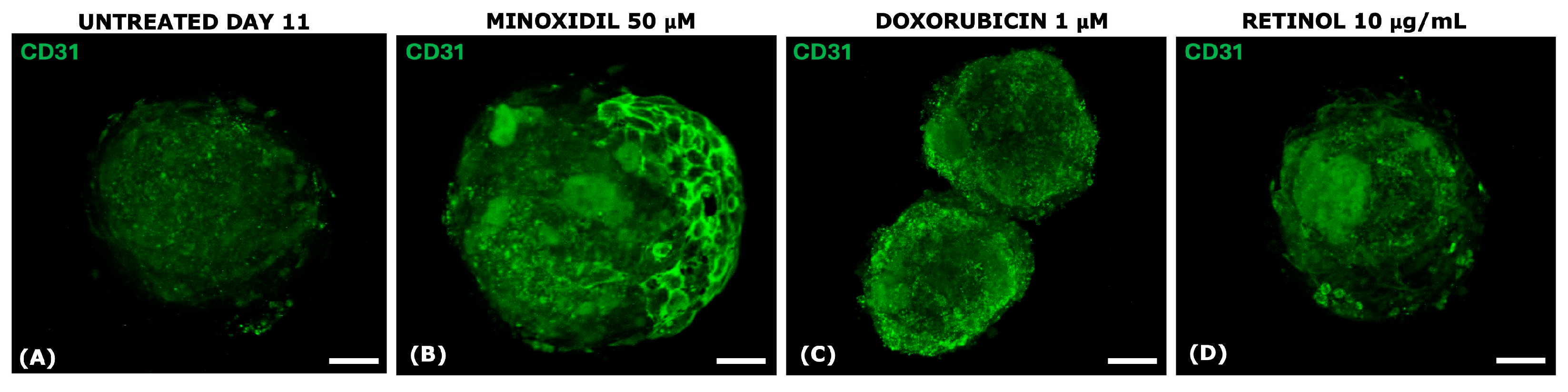 Organoids 04 00017 g009 Organoids 04 00017 g009