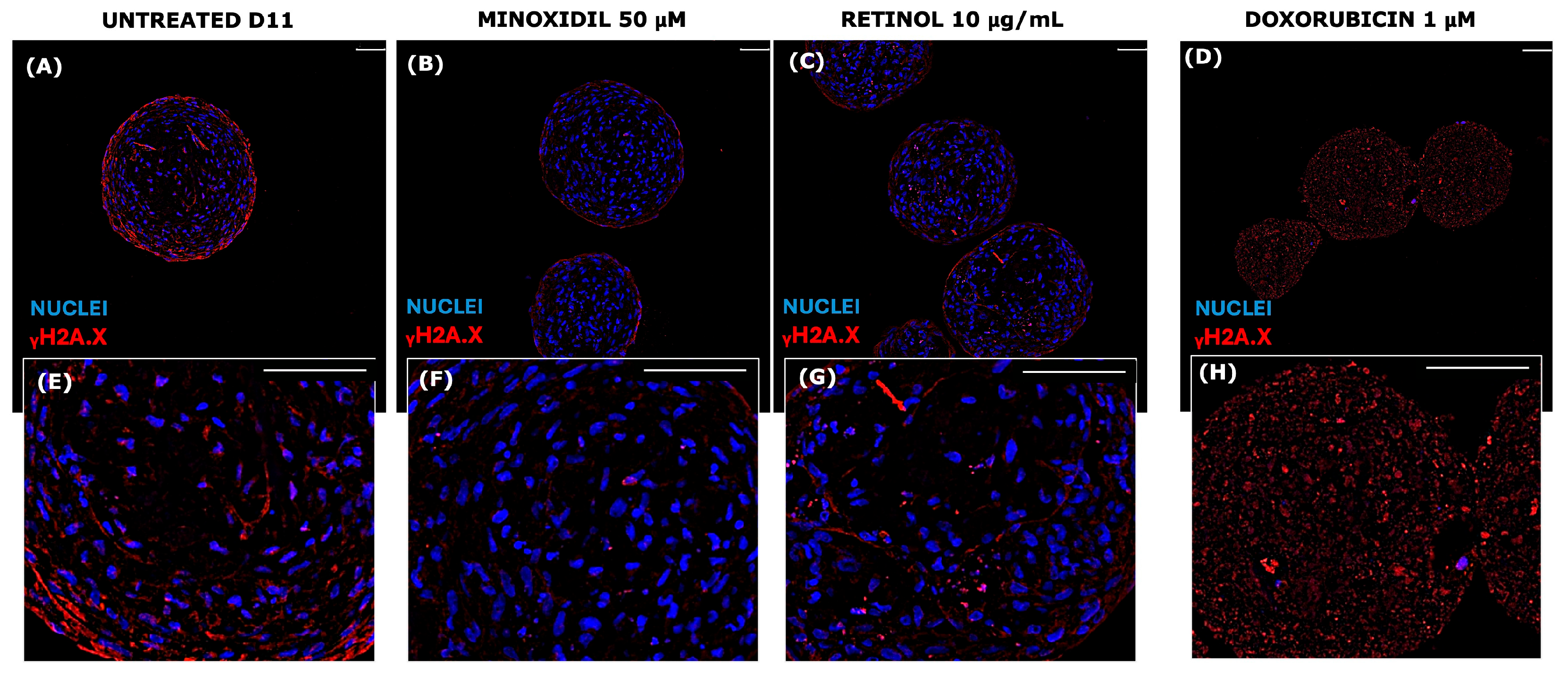 Organoids 04 00017 g010 Organoids 04 00017 g010