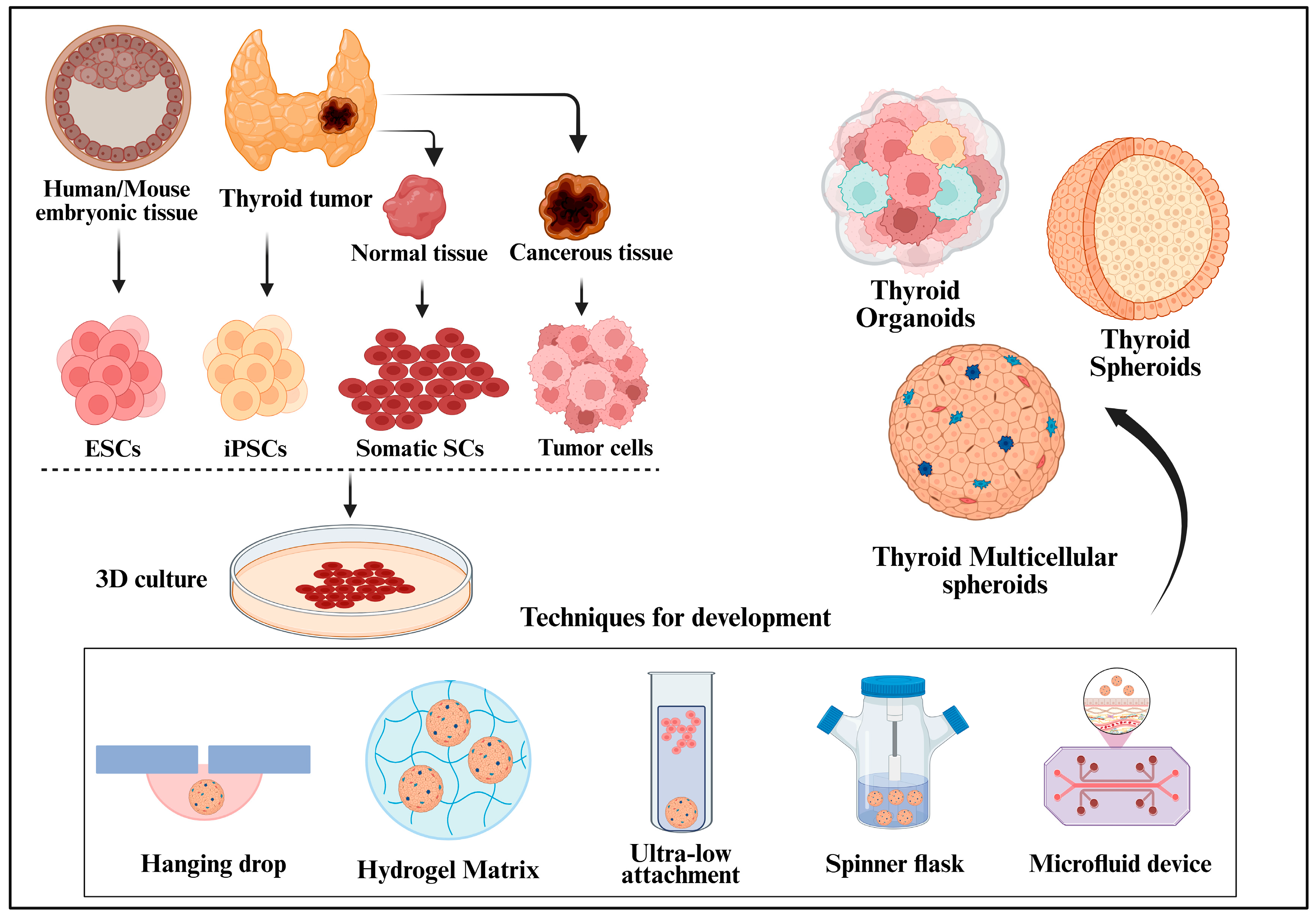 Organoids 04 00018 g001