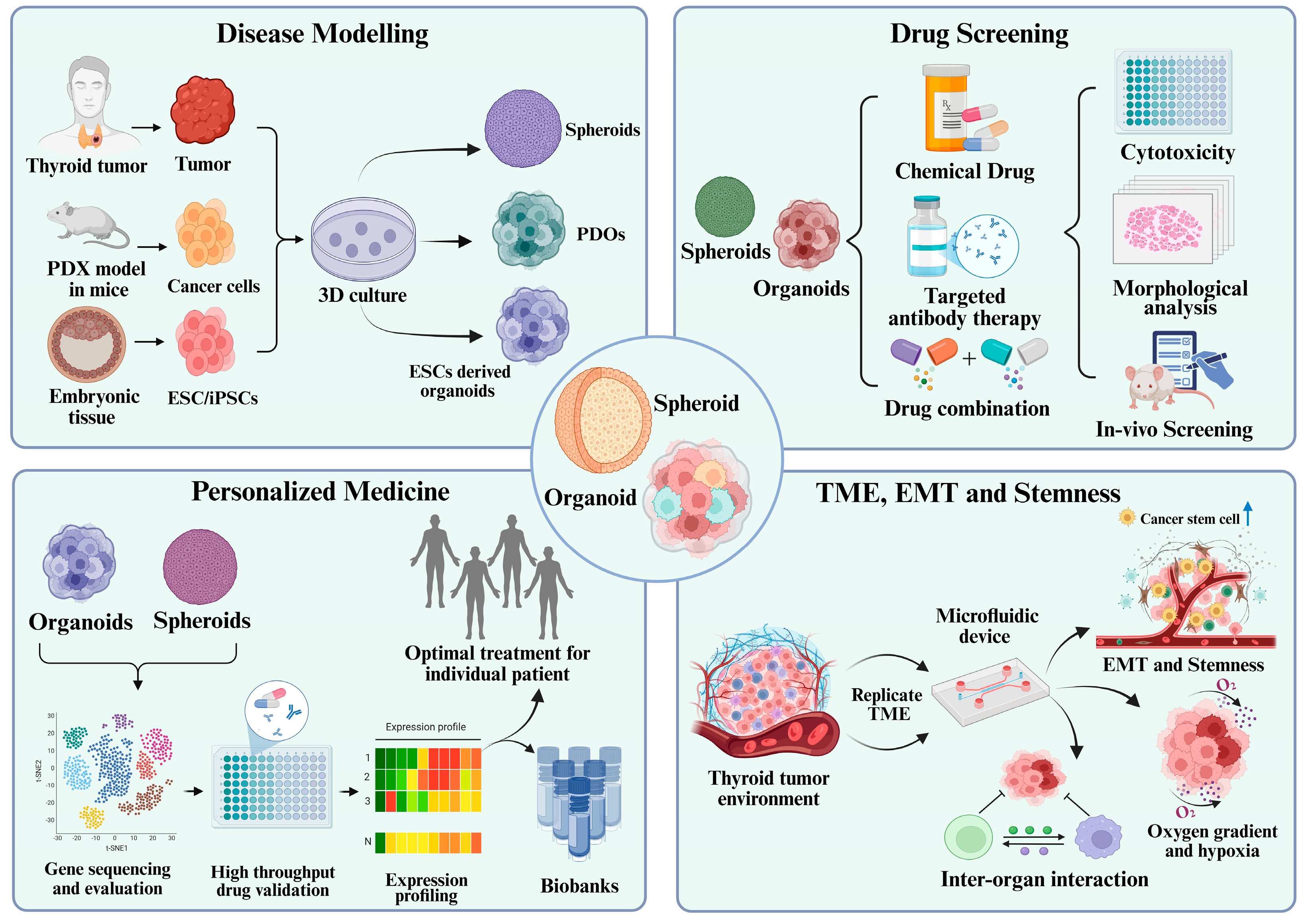 Organoids 04 00018 g002