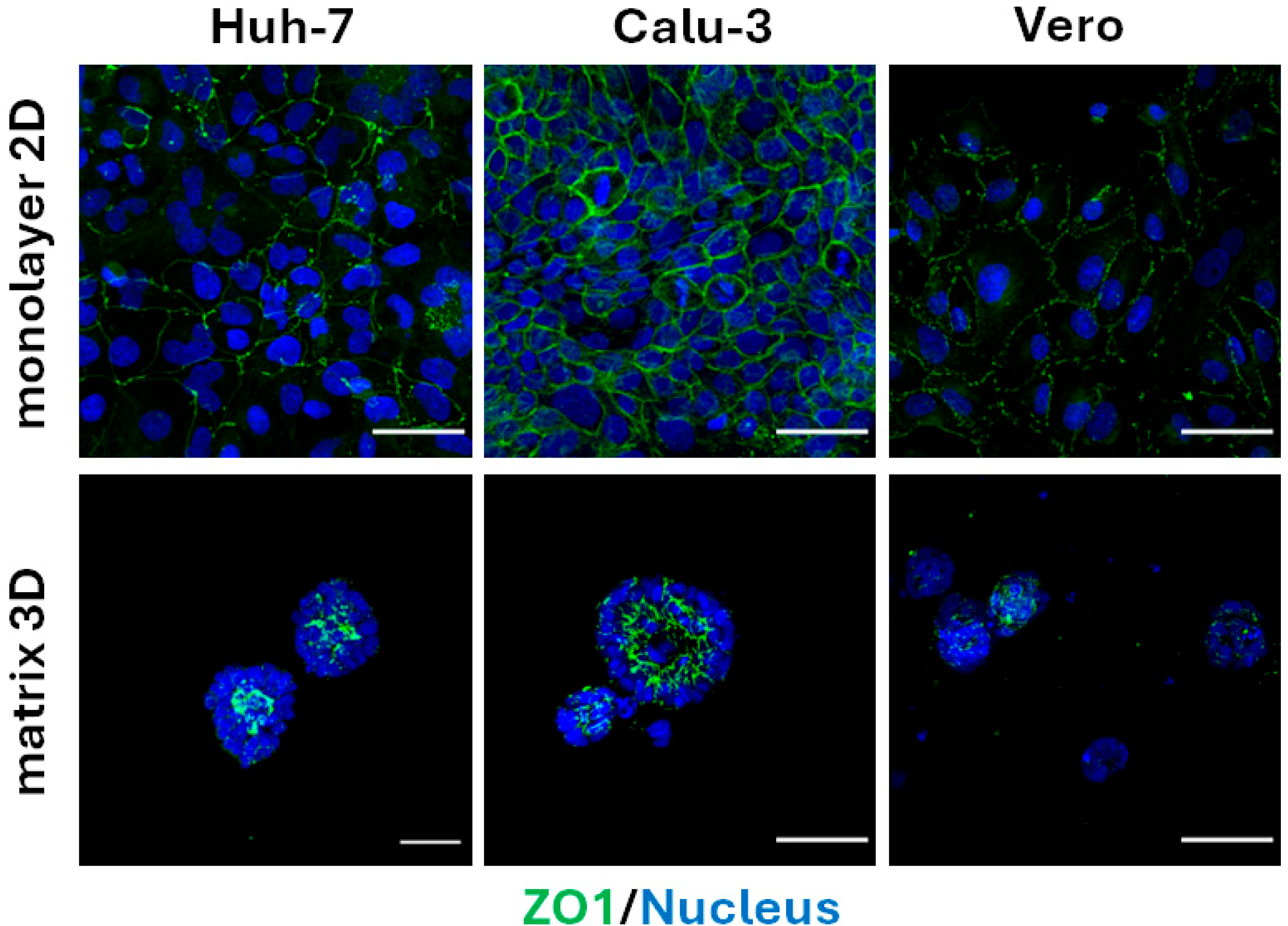 Organoids 04 00021 g001