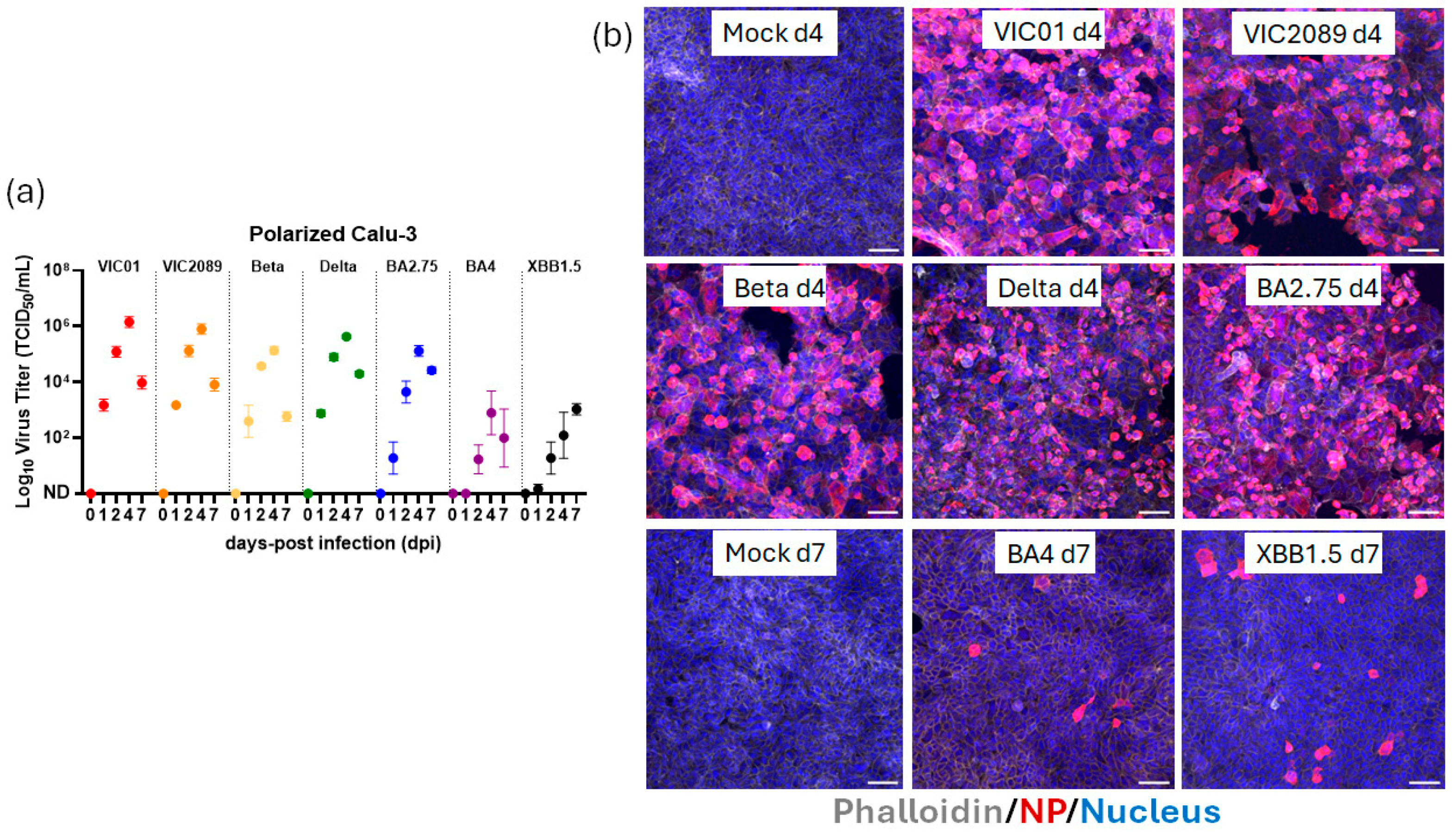 Organoids 04 00021 g002