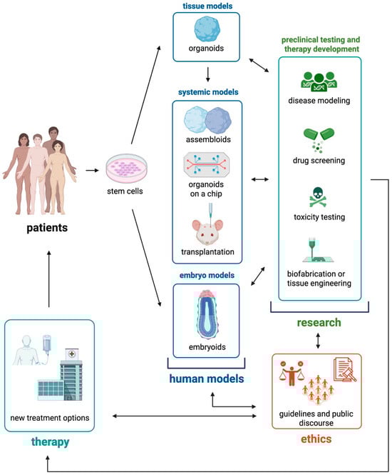 This schematic provides an overview of various human stem cell-derived organoid models and their potential applications as platforms for basic research, drug development, and preclinical testing, which may lead to new therapeutic options for patients. It also underscores the importance of establishing guidelines and fostering public discourse on the ethical, legal, and societal implications associated with emerging technologies in human organoid research. The image was created in BioRender (Wörsdörfer, P. (2025), https://BioRender.com/8310ef4, accessed on 3 December 2025).