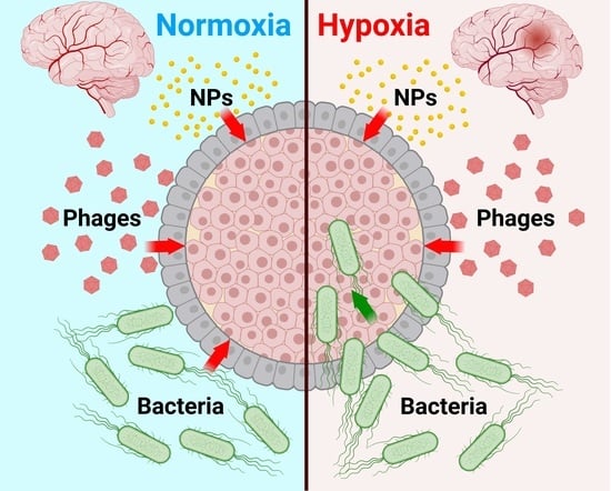 Schematic representation of the culture process of BBB organoids under normoxic and hypoxic conditions (image created with BioRender).