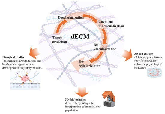 The main steps and processes for the transformation of extracellular matrix into a bioink for 3D bioprinting applications. Three main phases (in blue) that contain several steps (in orange) are followed to reach from dECM bioink formulation to a 3D-printed biological model. Steps 1–4 are essential, while the specific steps during the 3D bioprinting phase (6–8) may vary depending on the characteristics of the final material and its intended application. Part of the figure was created with BioRender.
