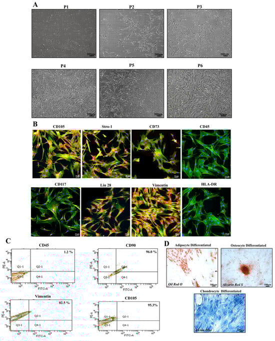 Characterization of human umbilical cord-derived mesenchymal stem cells. (A) Representative images of the homogeneous population of cells showing spindle-like morphology from P1 to P6. (B) Isolated cells positively expressed MSC-specific markers, including CD105, vimentin, CD117, CD29, Lin28, and Stro1. CD45 and HLA-DR, as hematopoietic and immunity markers, were not expressed. Alexa Fluor 488 and DAPI were used to stain the cytoskeleton and nuclei of cells, respectively. (C) Illustration of the phenotypic assessment of hUC-MSCs positive for vimentin, CD90, and CD105 and negative for CD45. (D) Tri-lineage differentiation assay shows successful production of calcium deposits, proteoglycans, and oil droplets by osteocytes, chondrocytes, and adipocytes, respectively. Images were captured using a microscope at 10× magnification.