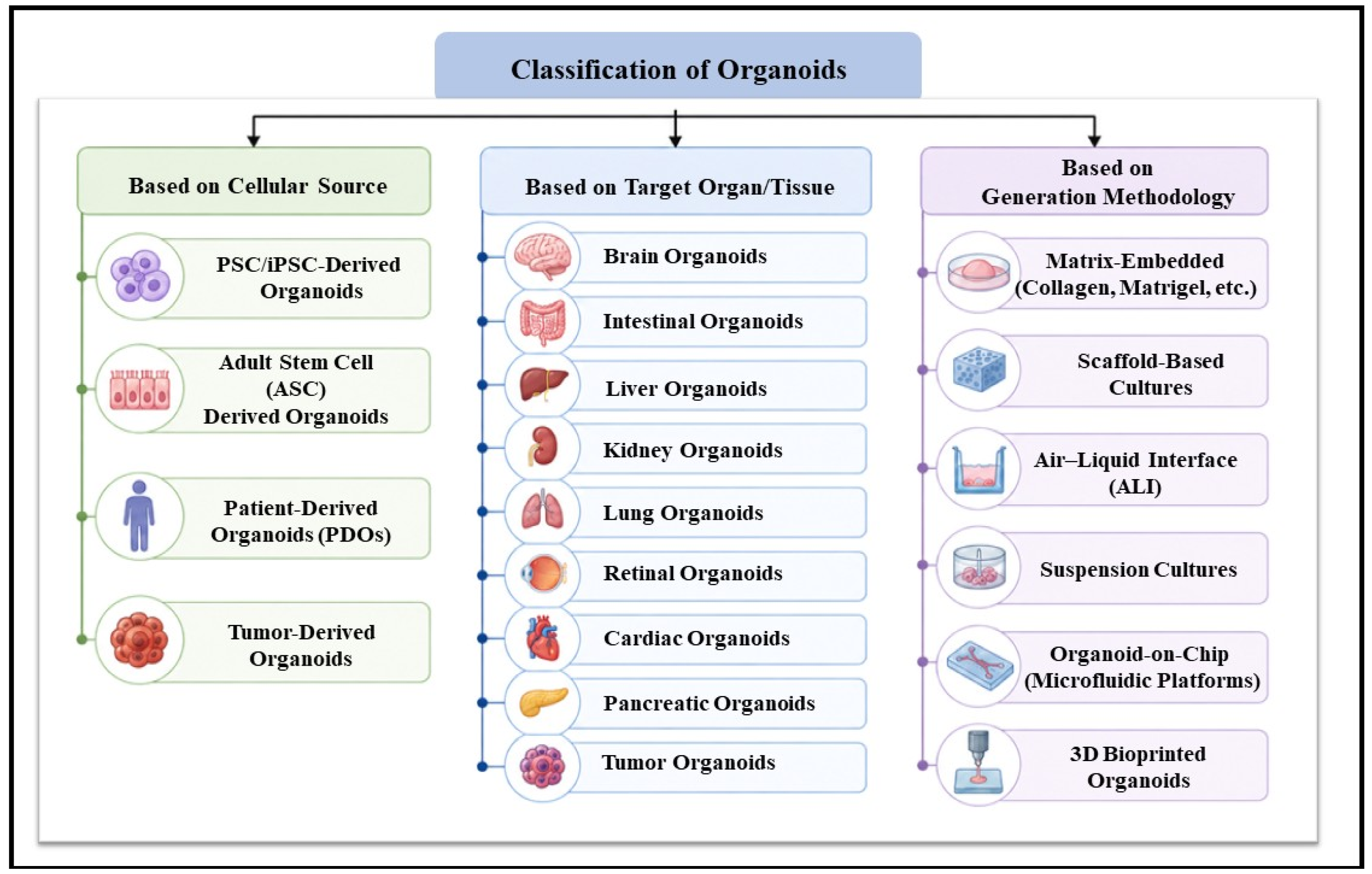 Organoids 05 00020 g001 Organoids 05 00020 g001