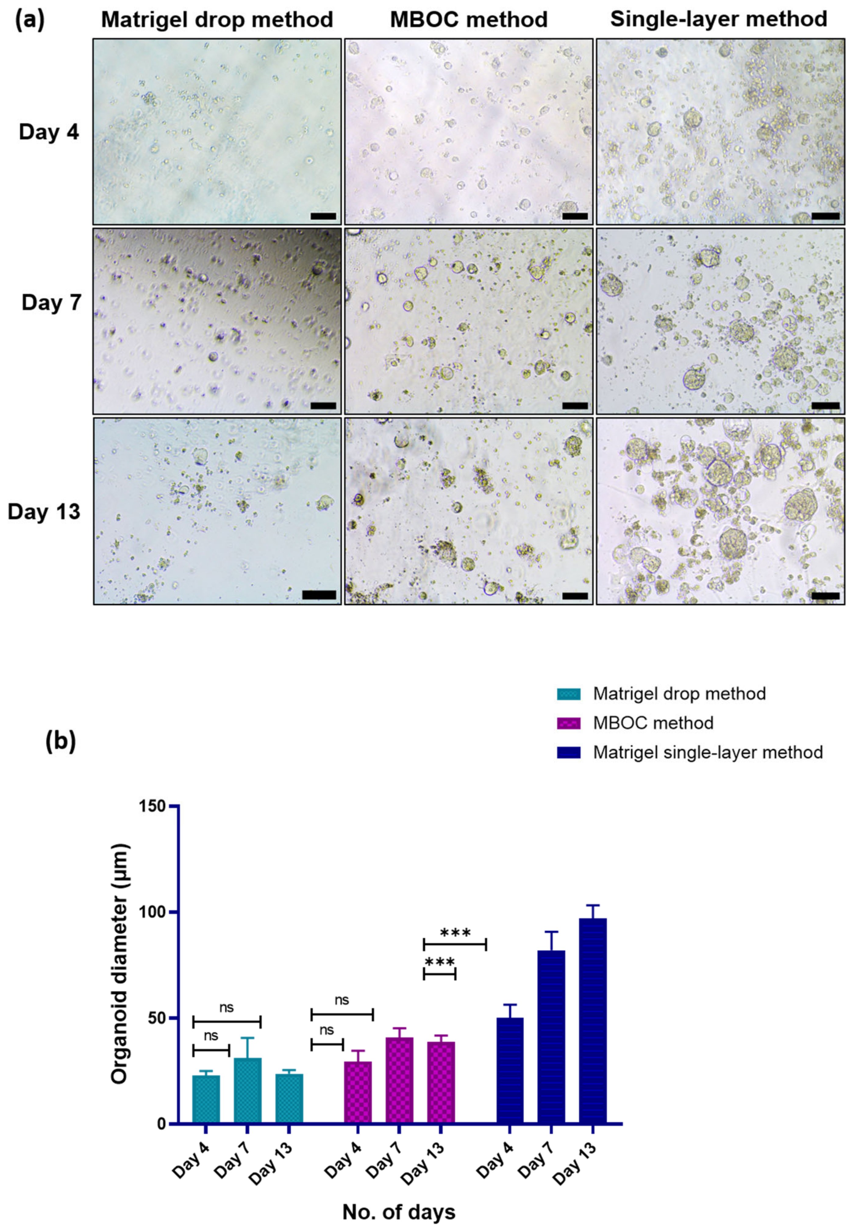 Organoids 05 00031 g001 Organoids 05 00031 g001