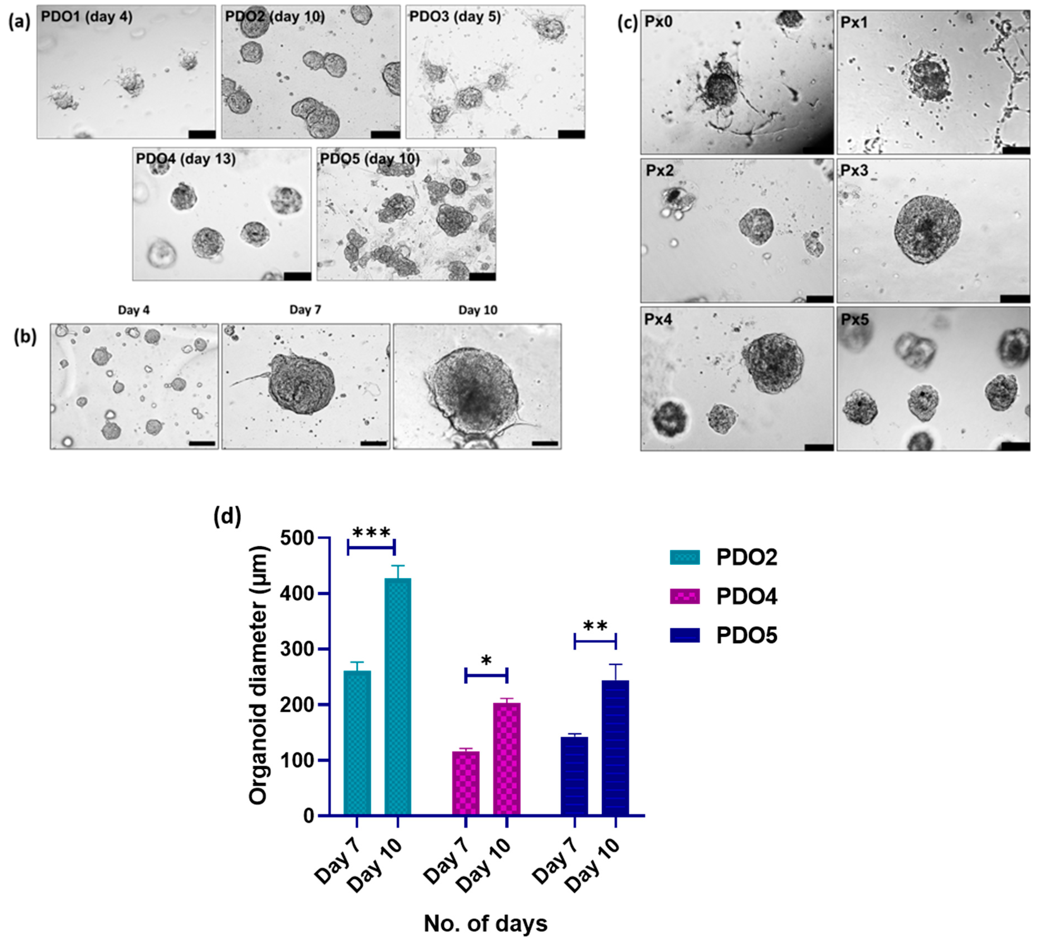 Organoids 05 00031 g002 Organoids 05 00031 g002