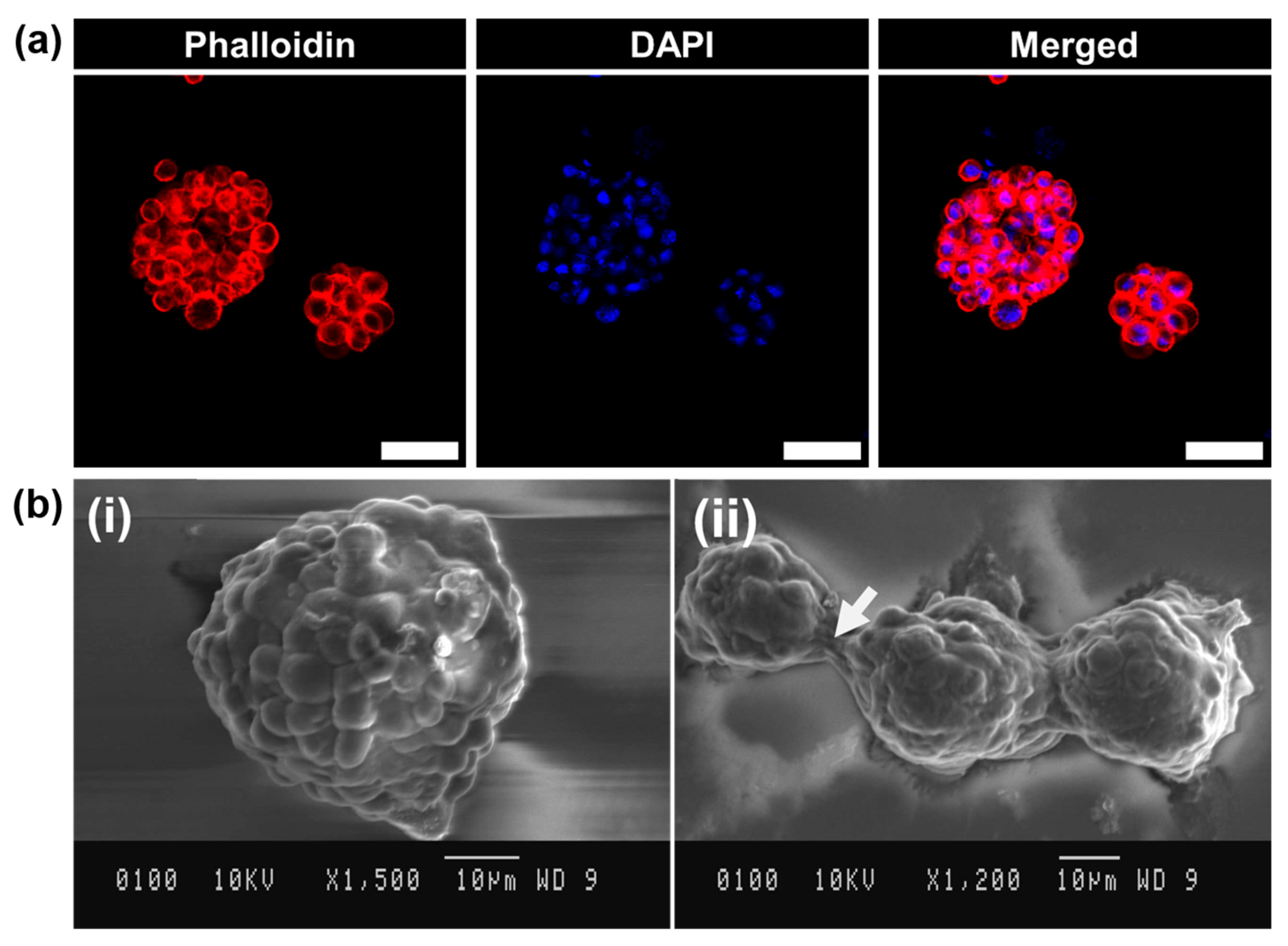 Organoids 05 00031 g003 Organoids 05 00031 g003