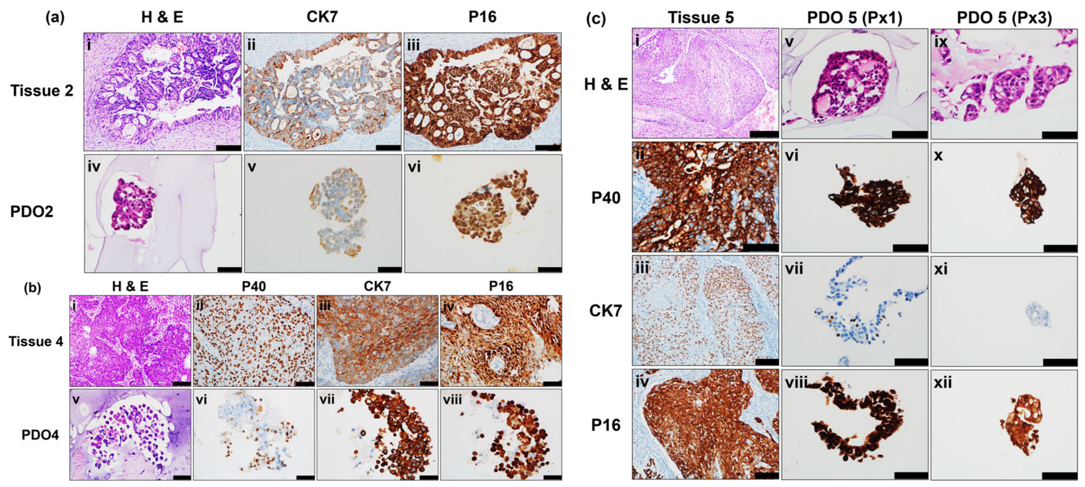Organoids 05 00031 g004 Organoids 05 00031 g004