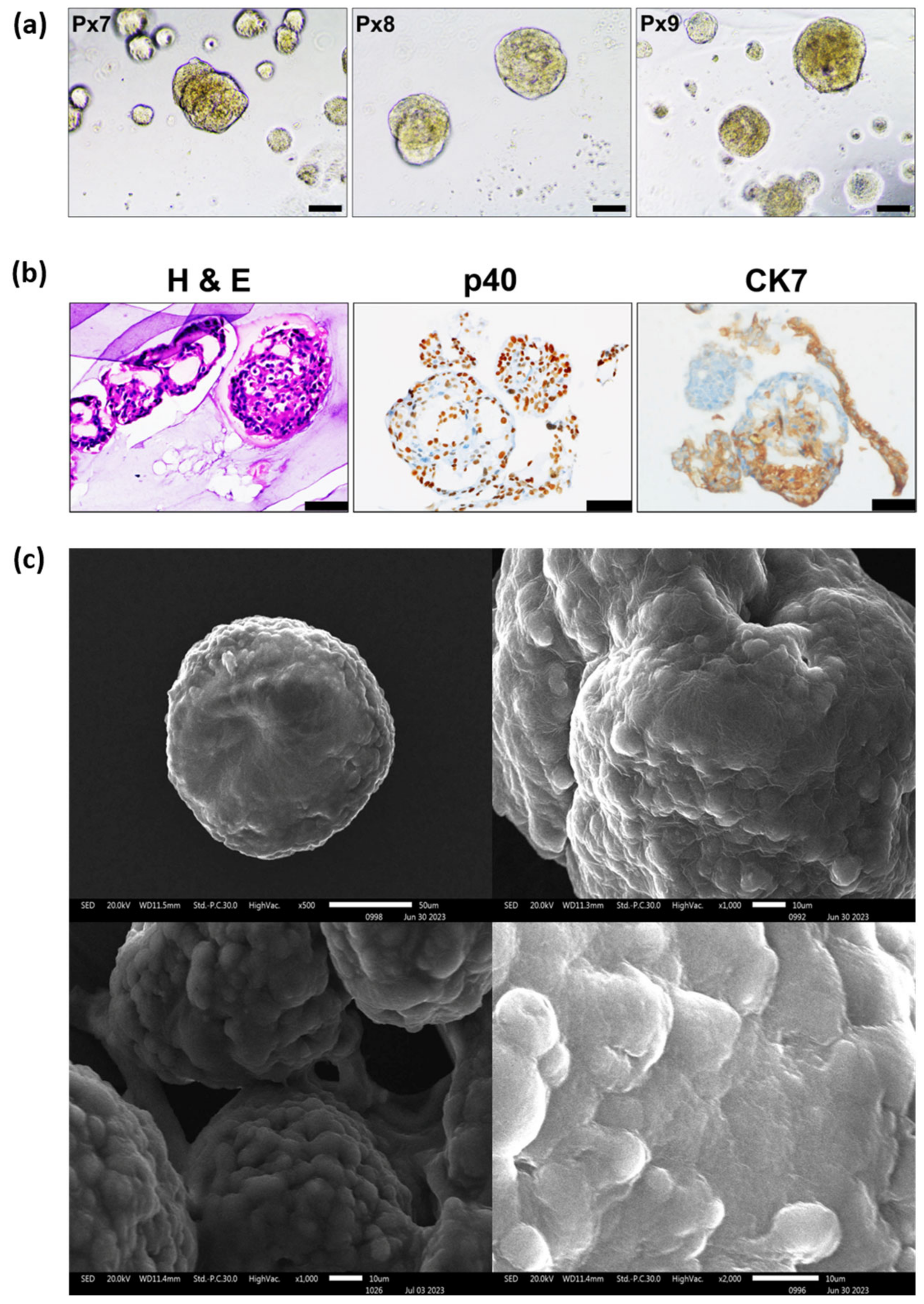 Organoids 05 00031 g006 Organoids 05 00031 g006