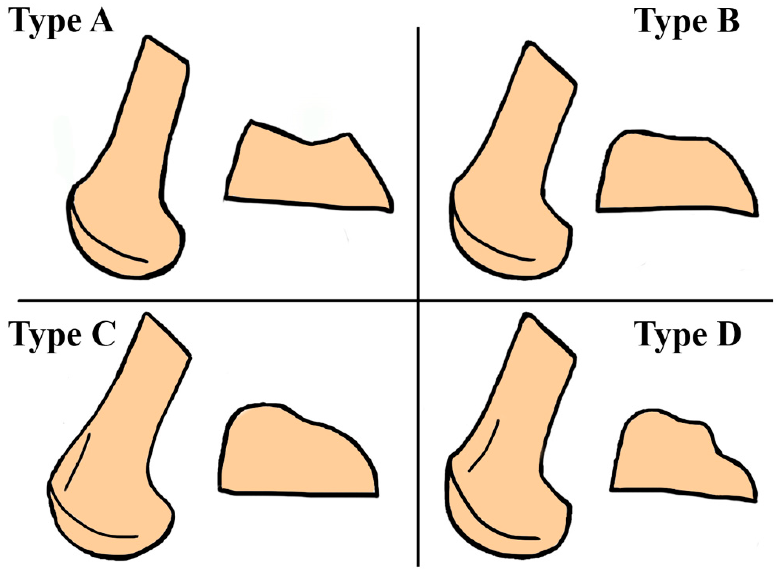 Osteology 01 00019 g001 Osteology 01 00019 g001