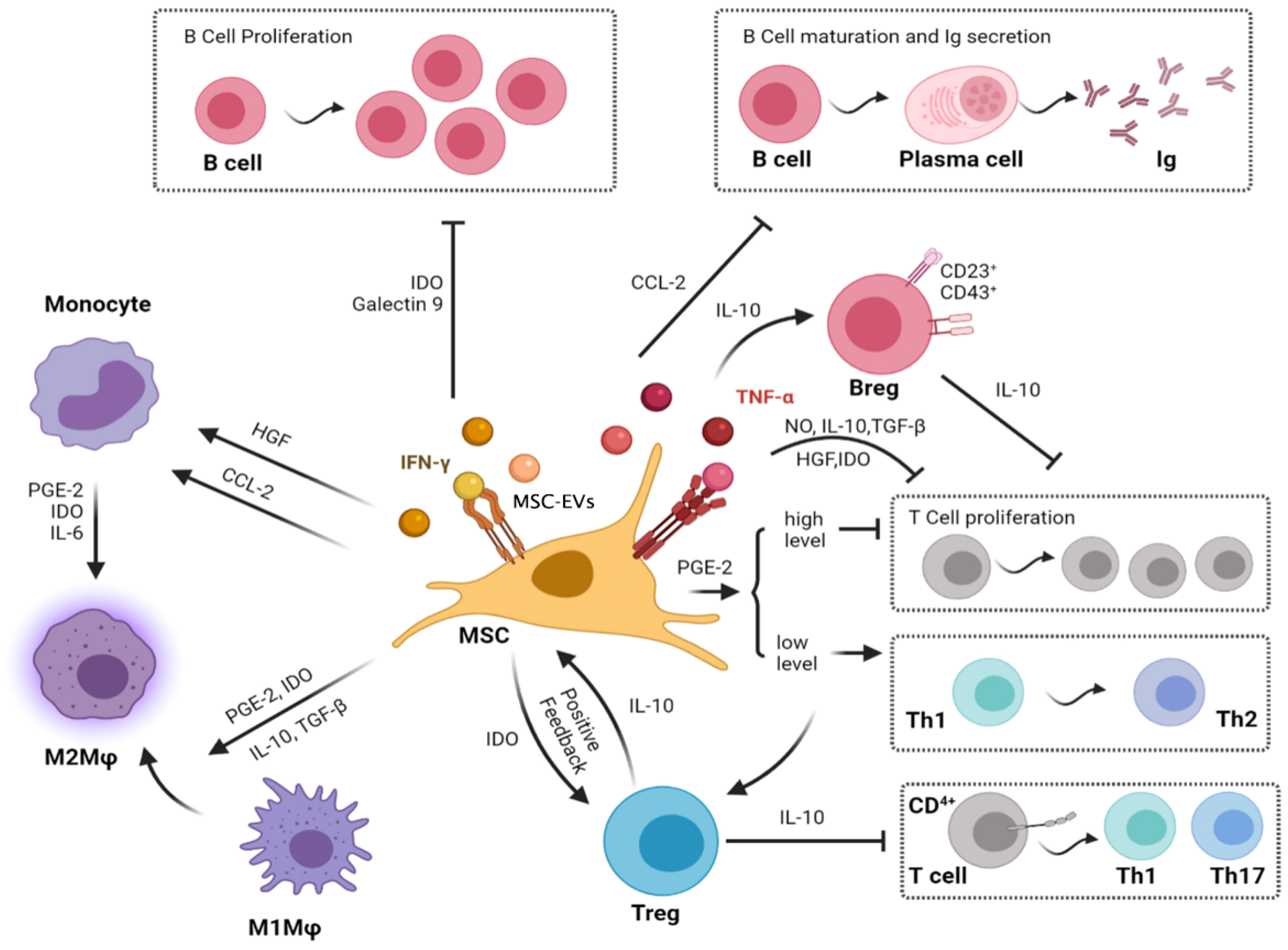 Osteology 01 00020 g001 Osteology 01 00020 g001