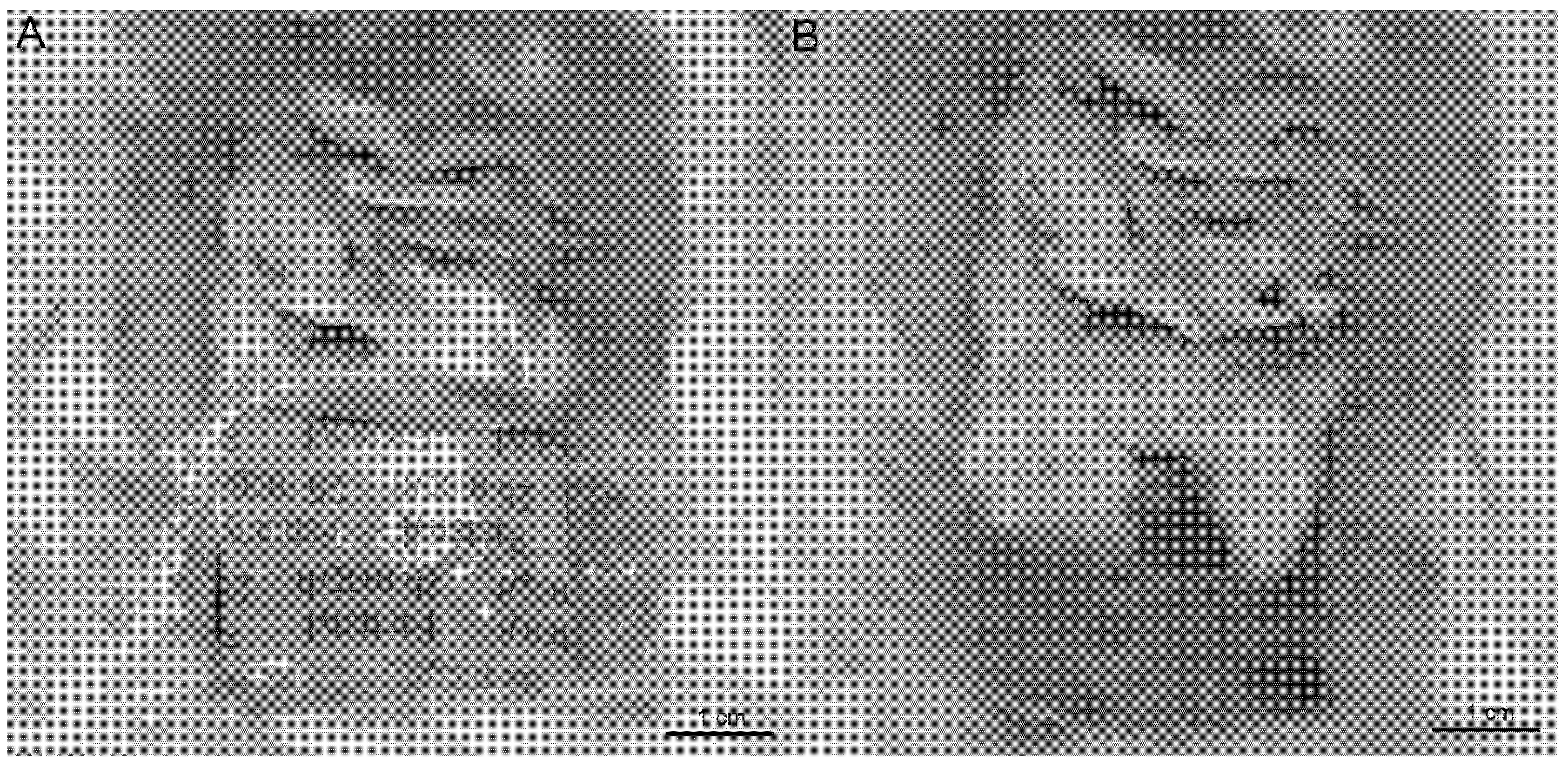 Osteology 01 00021 g006 Osteology 01 00021 g006