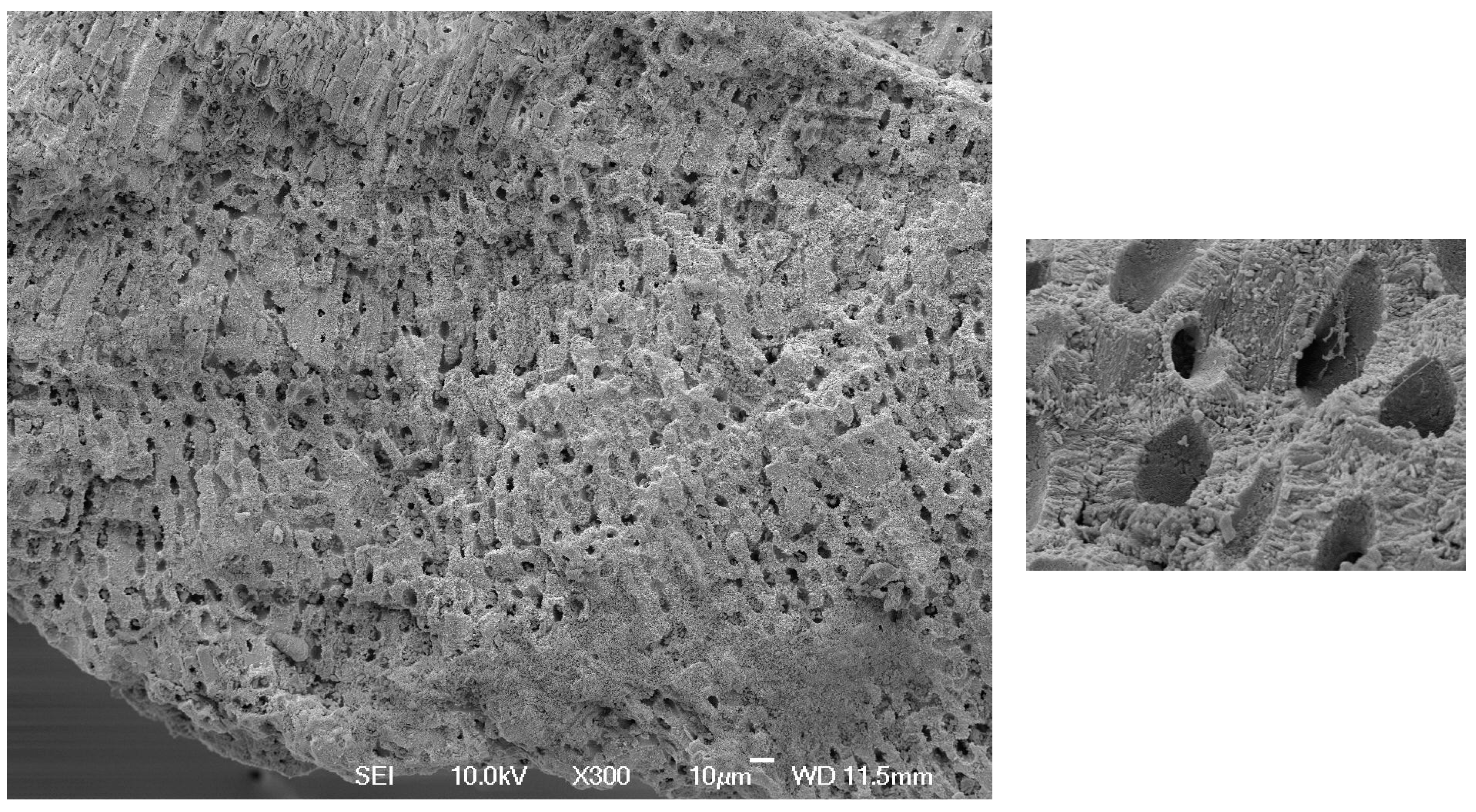 Osteology 03 00004 g001