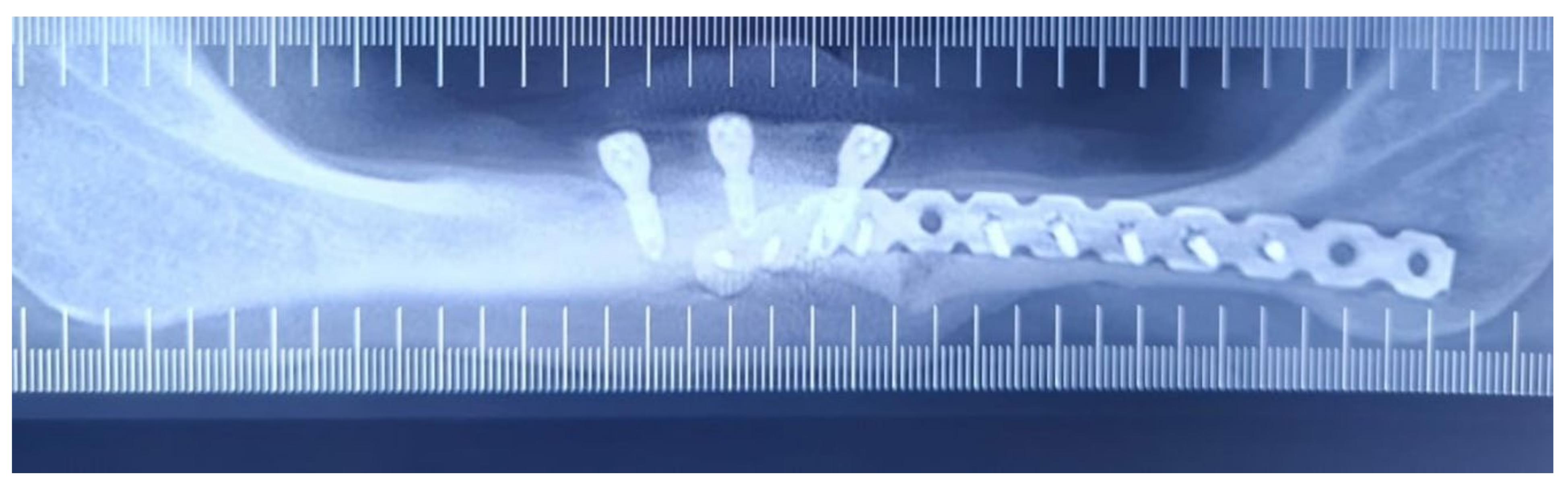 Osteology 04 00001 g002 Osteology 04 00001 g002