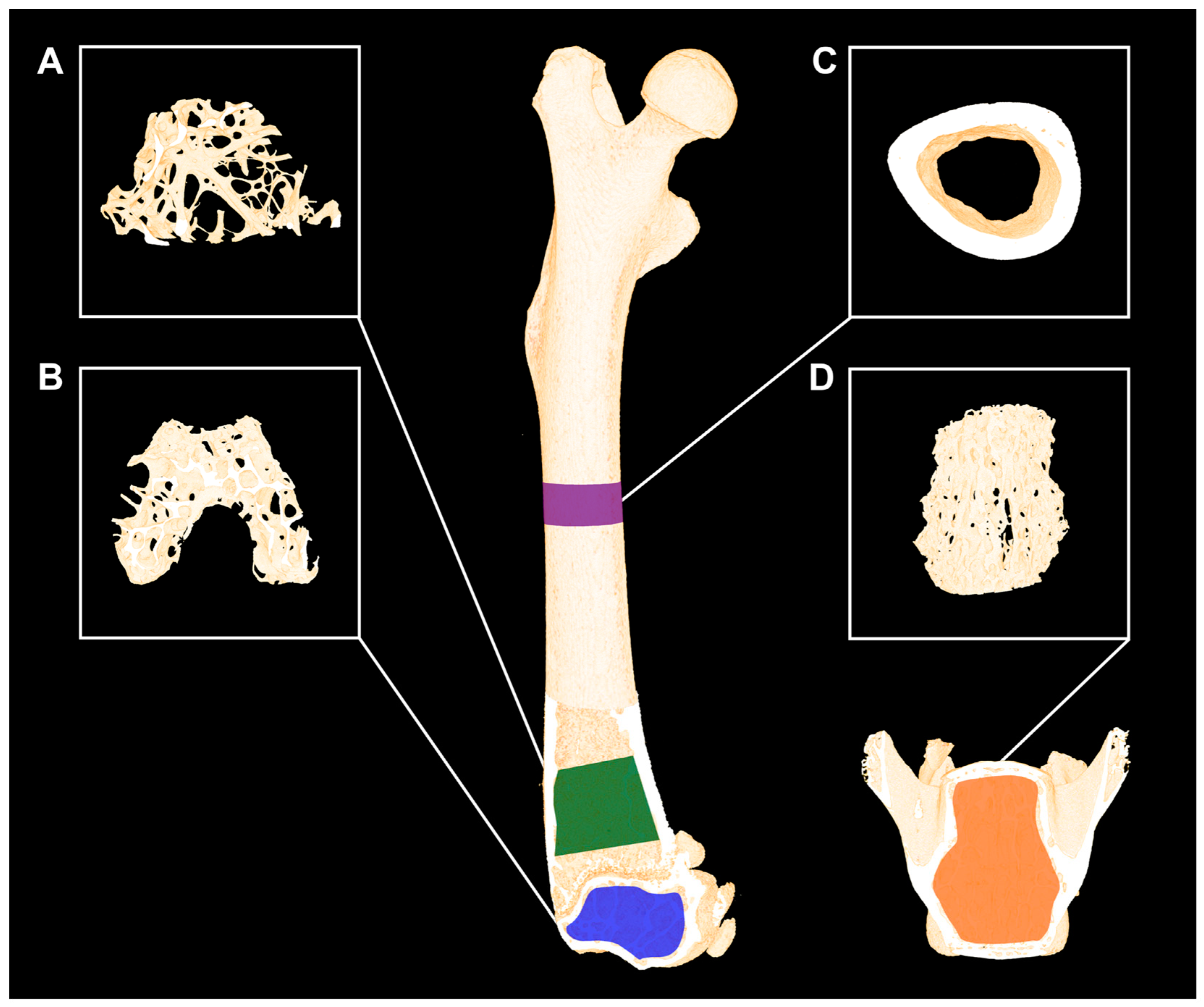 Osteology 04 00010 g002
