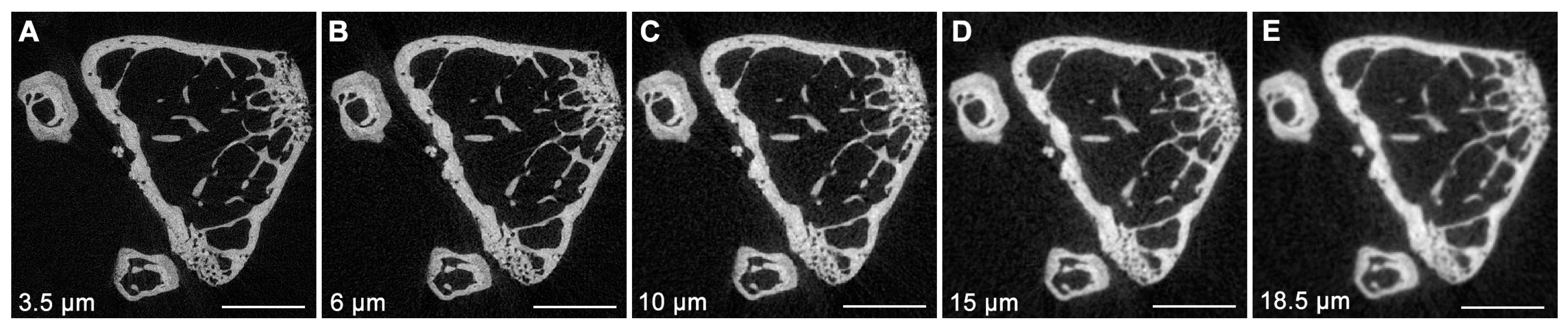 Osteology 04 00010 g003