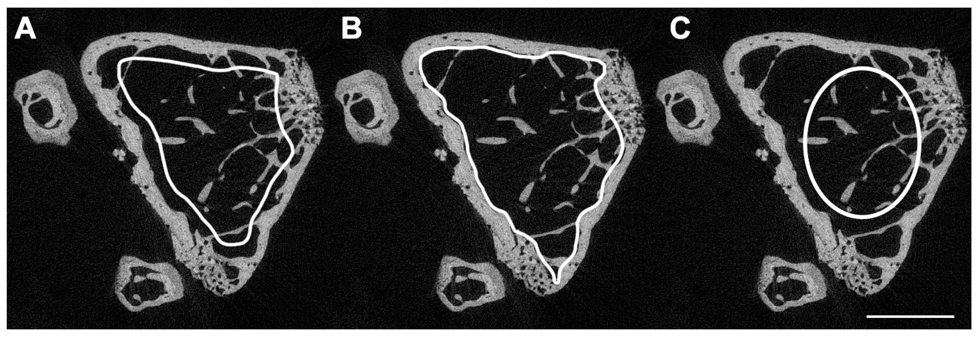 Osteology 04 00010 g005