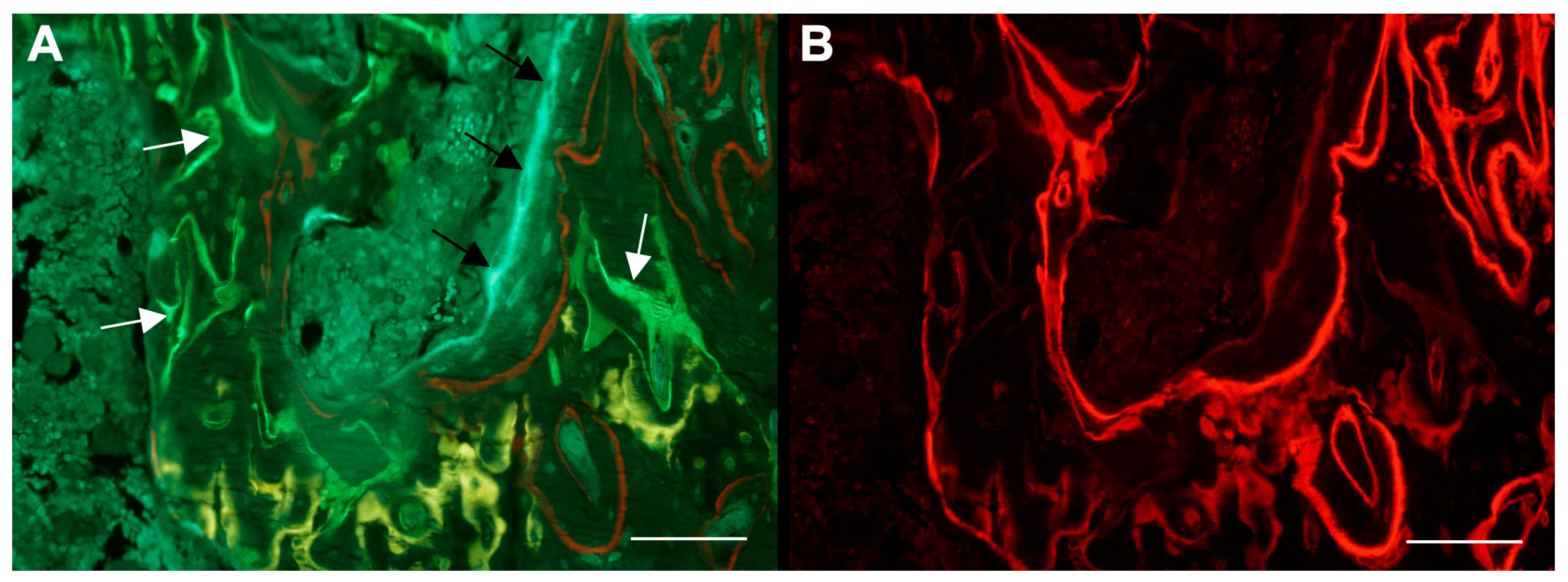 Osteology 04 00010 g006