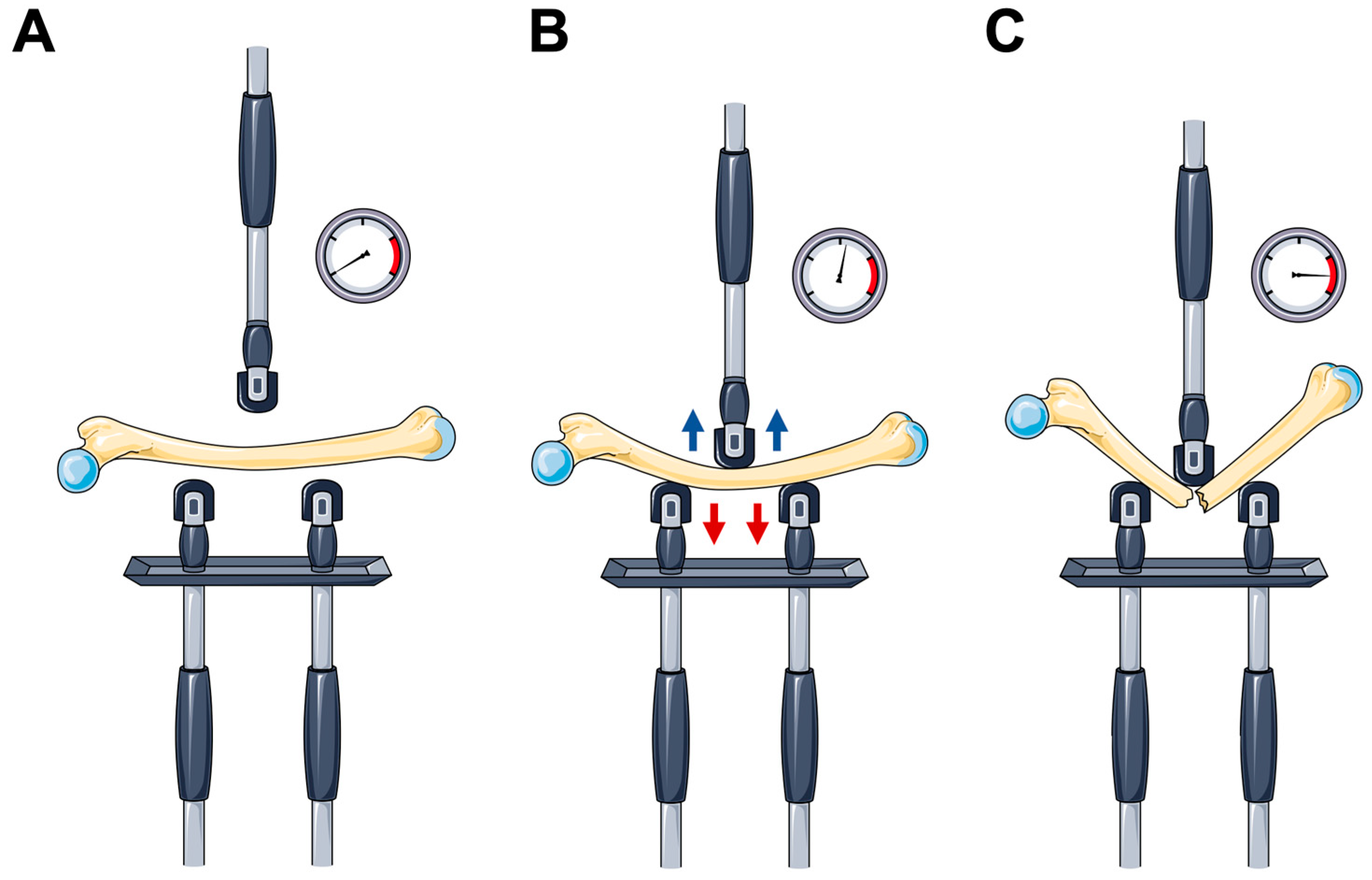 Osteology 04 00010 g007
