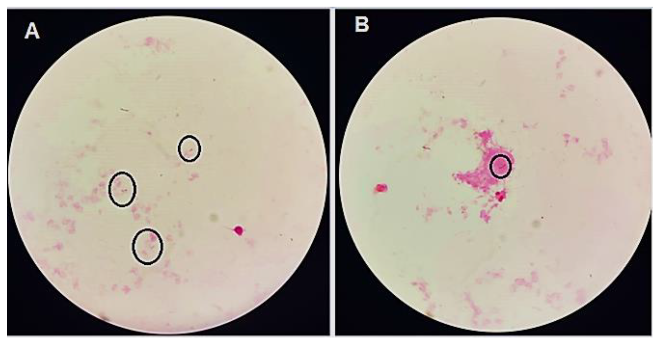 Osteology 05 00027 g001 Osteology 05 00027 g001
