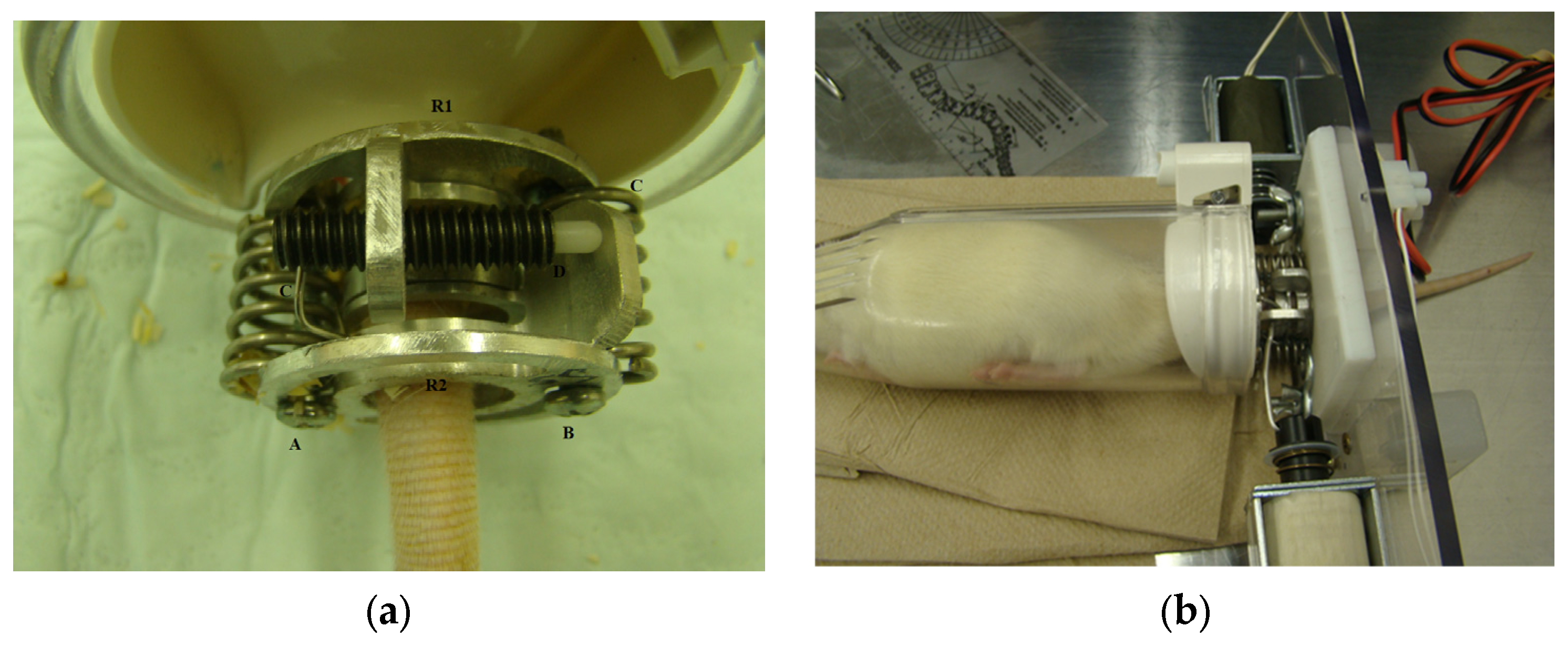 Osteology 05 00031 g001