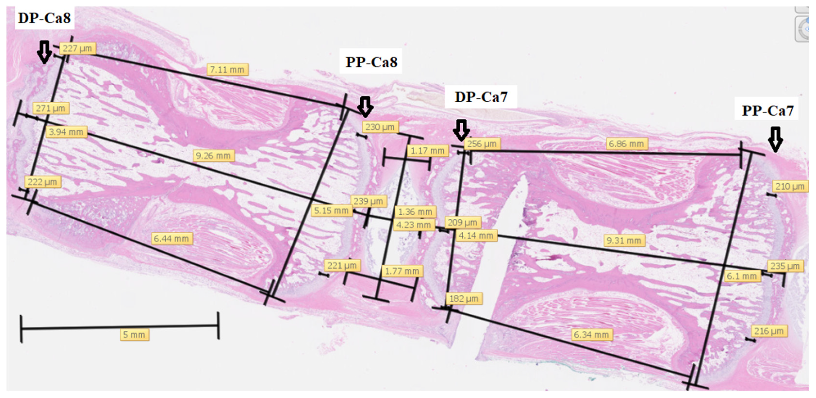 Osteology 05 00031 g002