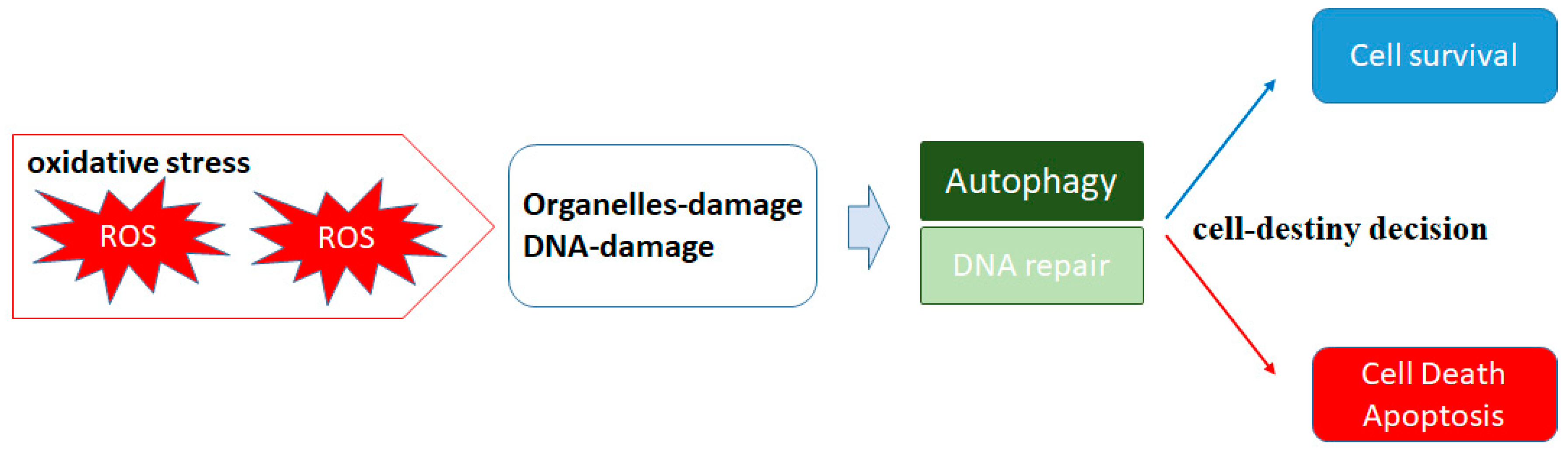 Oxygen 01 00004 g001