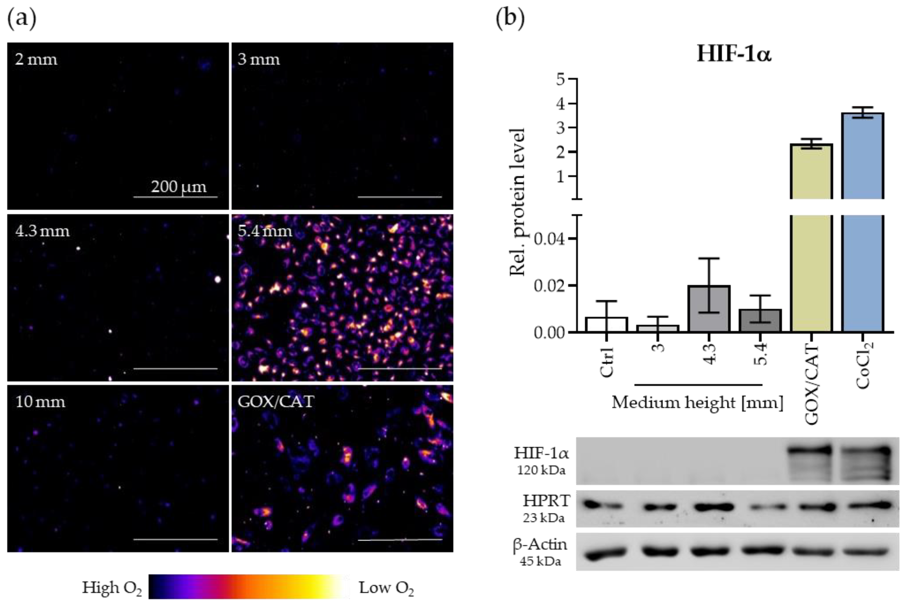 Oxygen 01 00006 g002