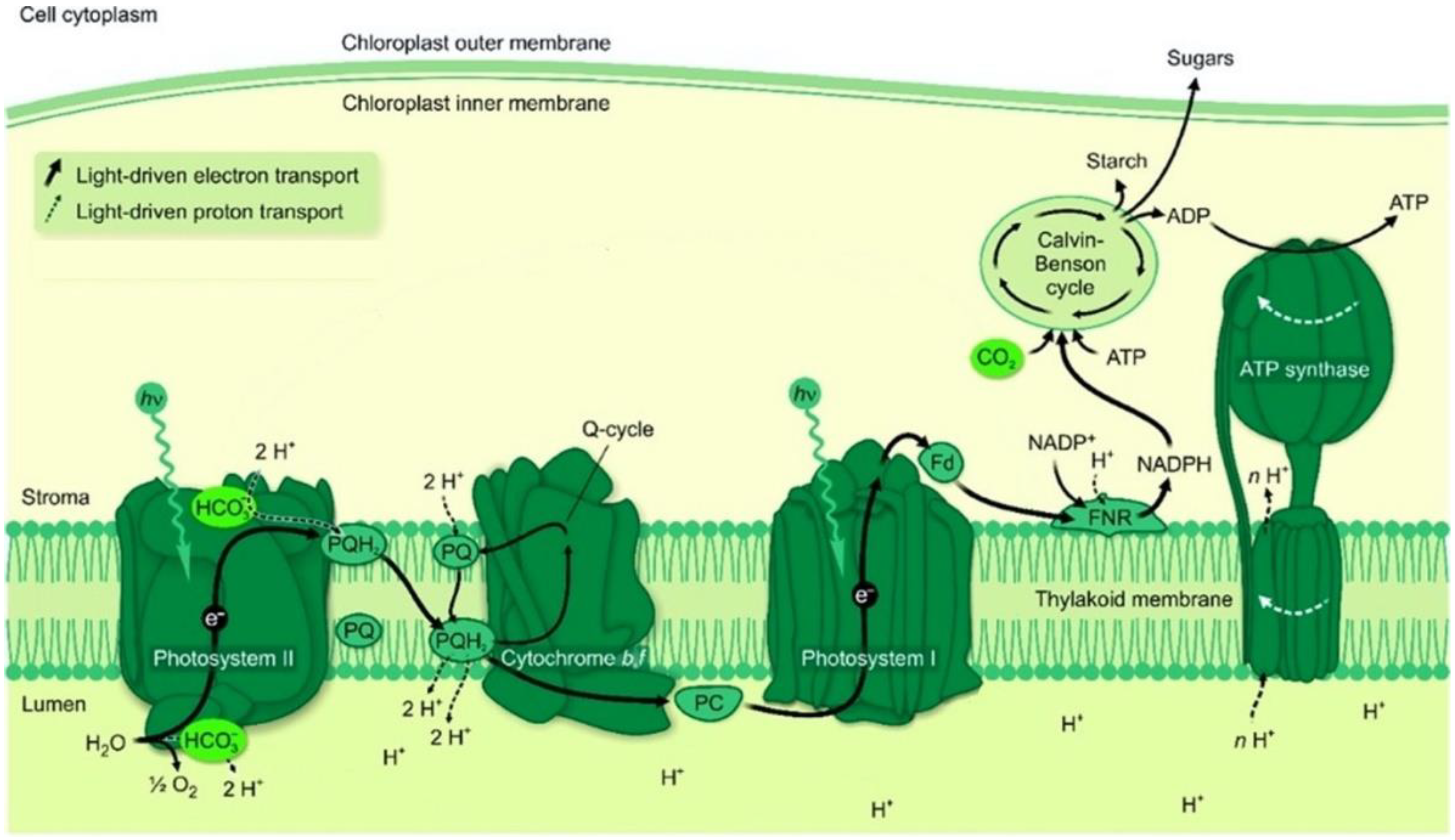 Oxygen 02 00024 g001