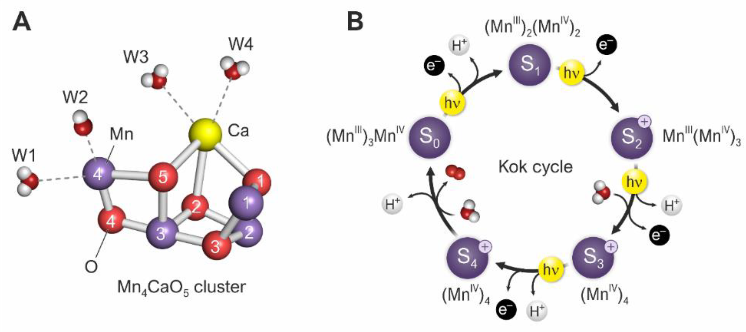 Oxygen 02 00024 g003