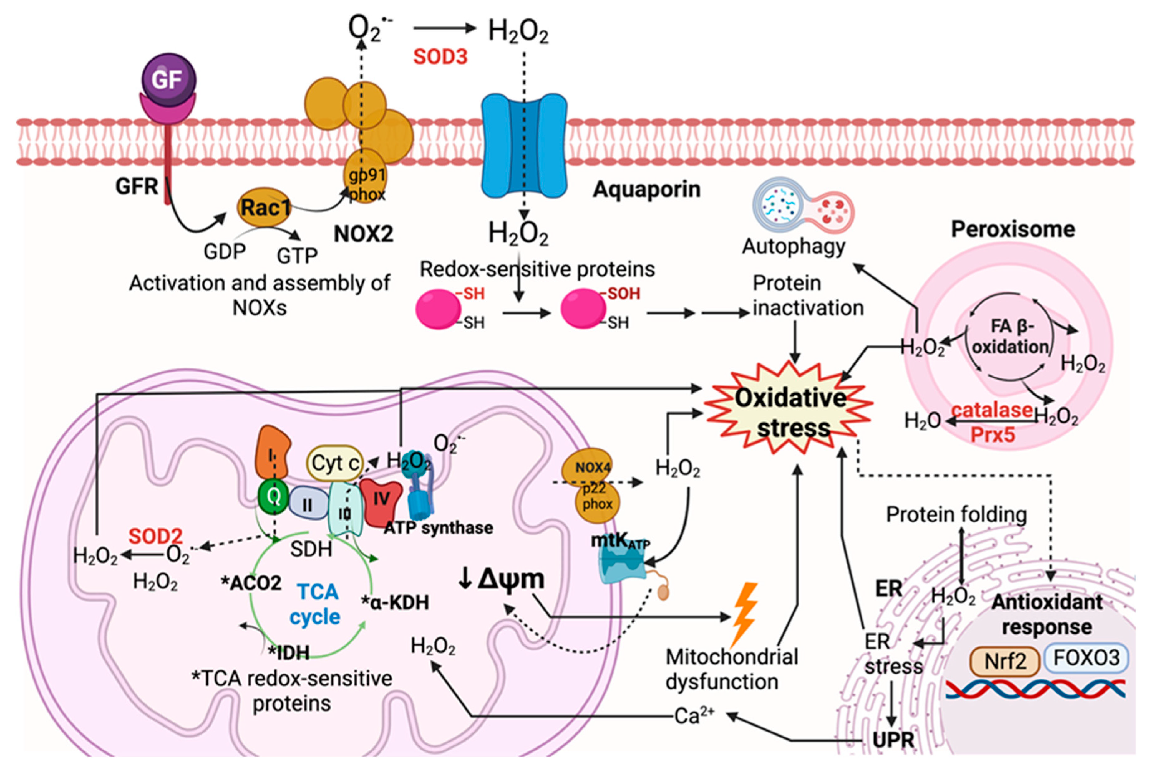 Oxygen 02 00030 g001